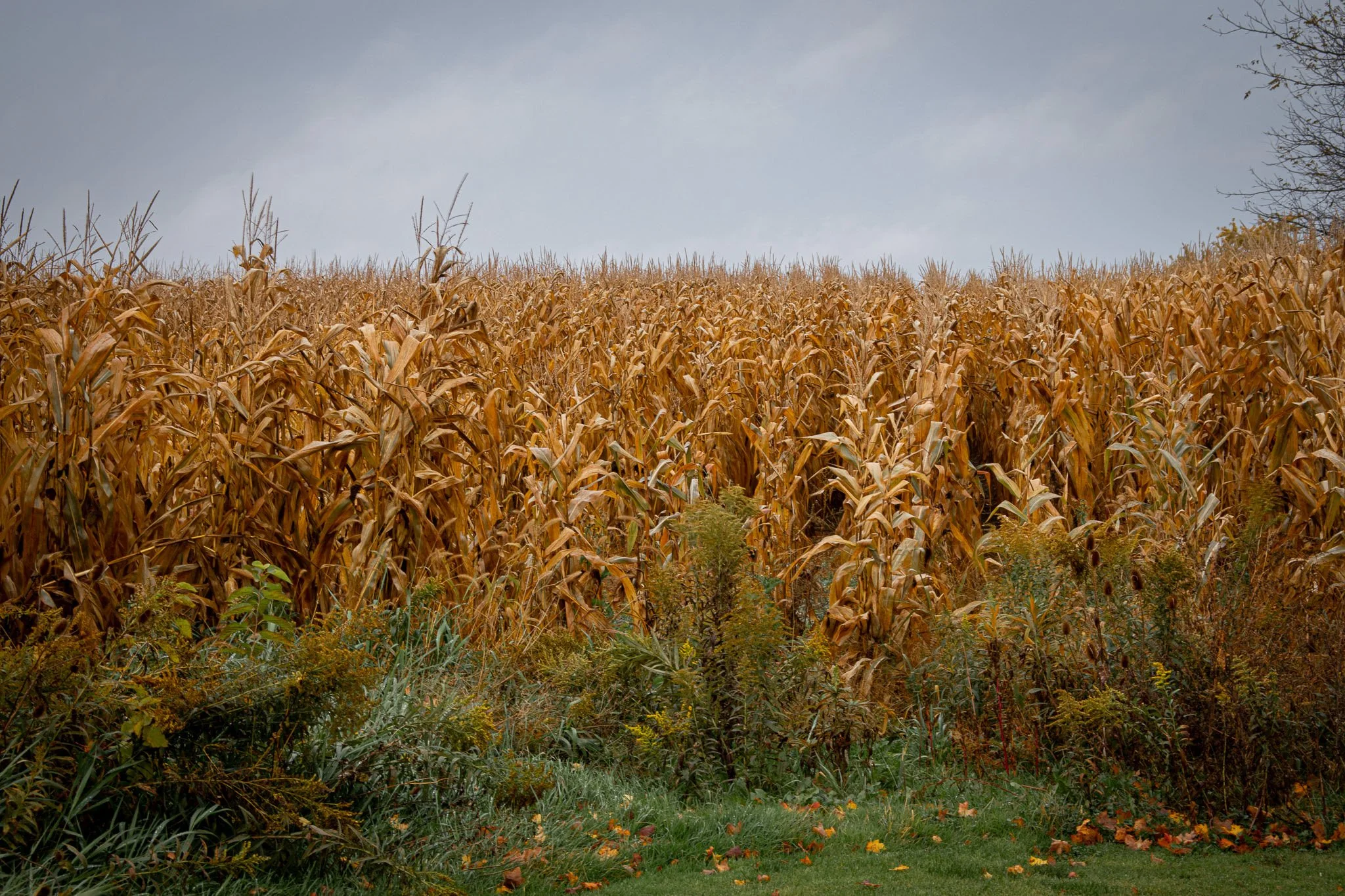 Autumn scene of a cornfield with dried brown corn stalks and green plants and fallen leaves in the foreground.