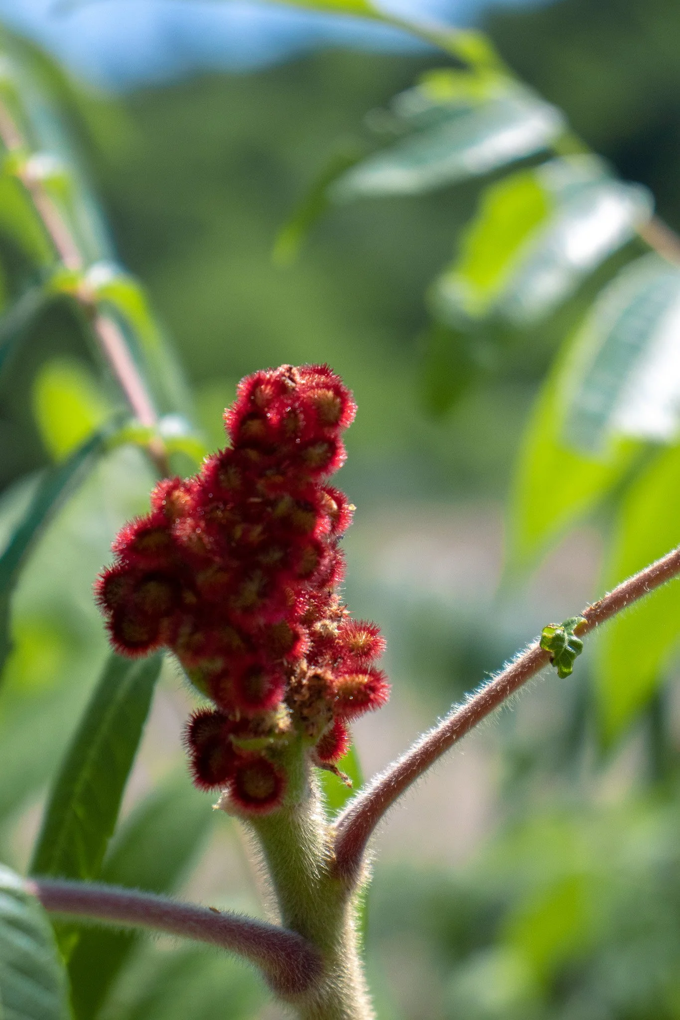 Close-up of a fuzzy, red flower spike on a plant with green leaves in the background.