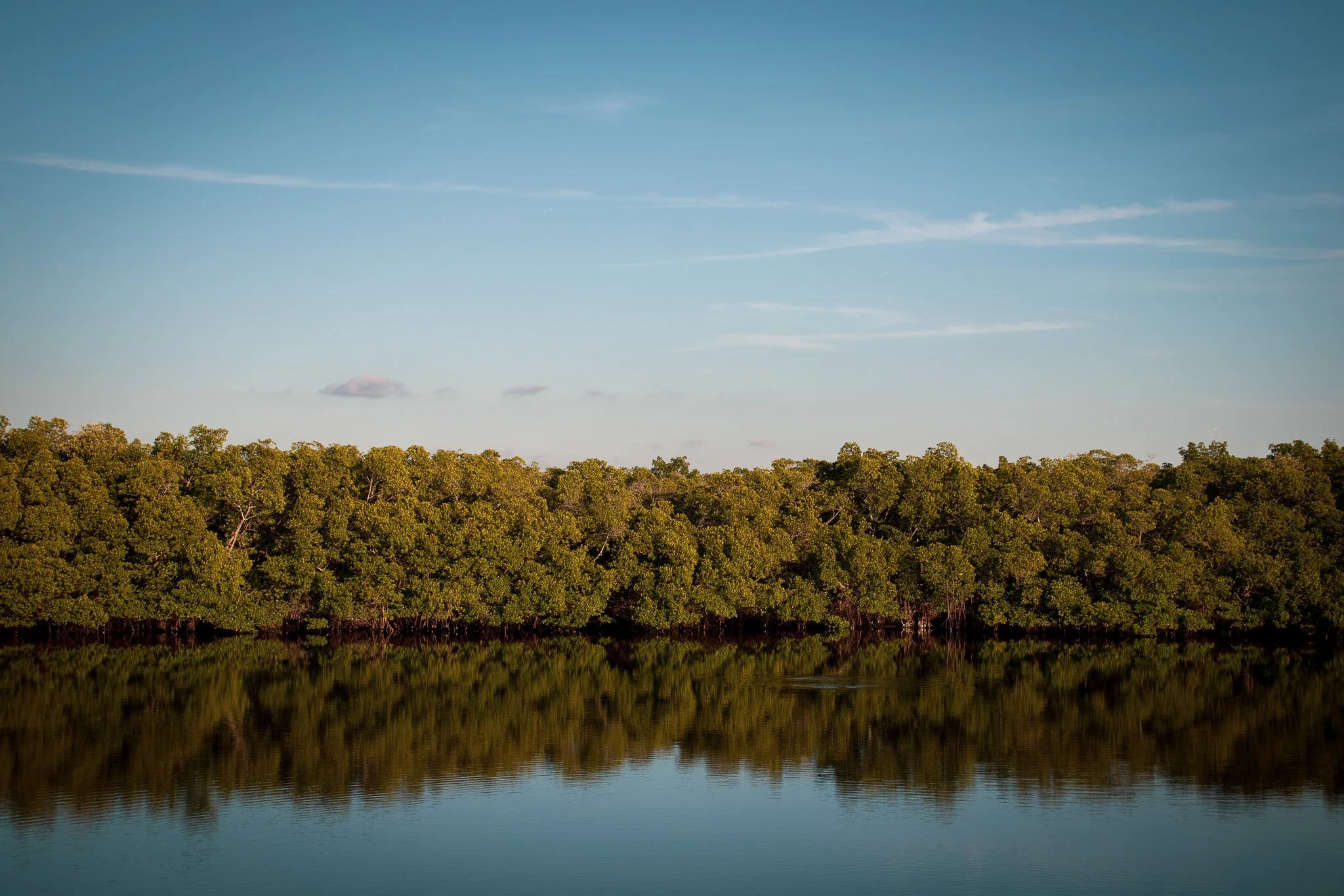 A serene landscape with a clear blue sky, a line of dense green trees along a water body, and their reflection on the calm water surface.