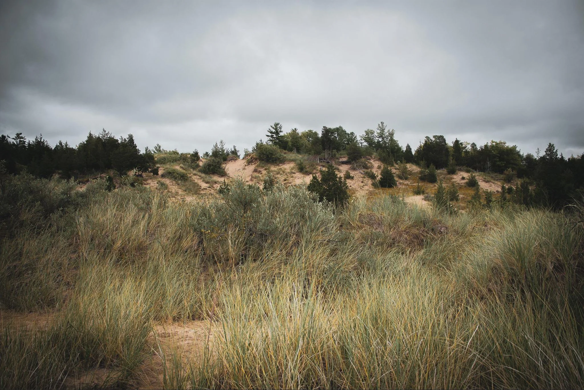 Overcast sky above beach dunes with grass and scattered trees.