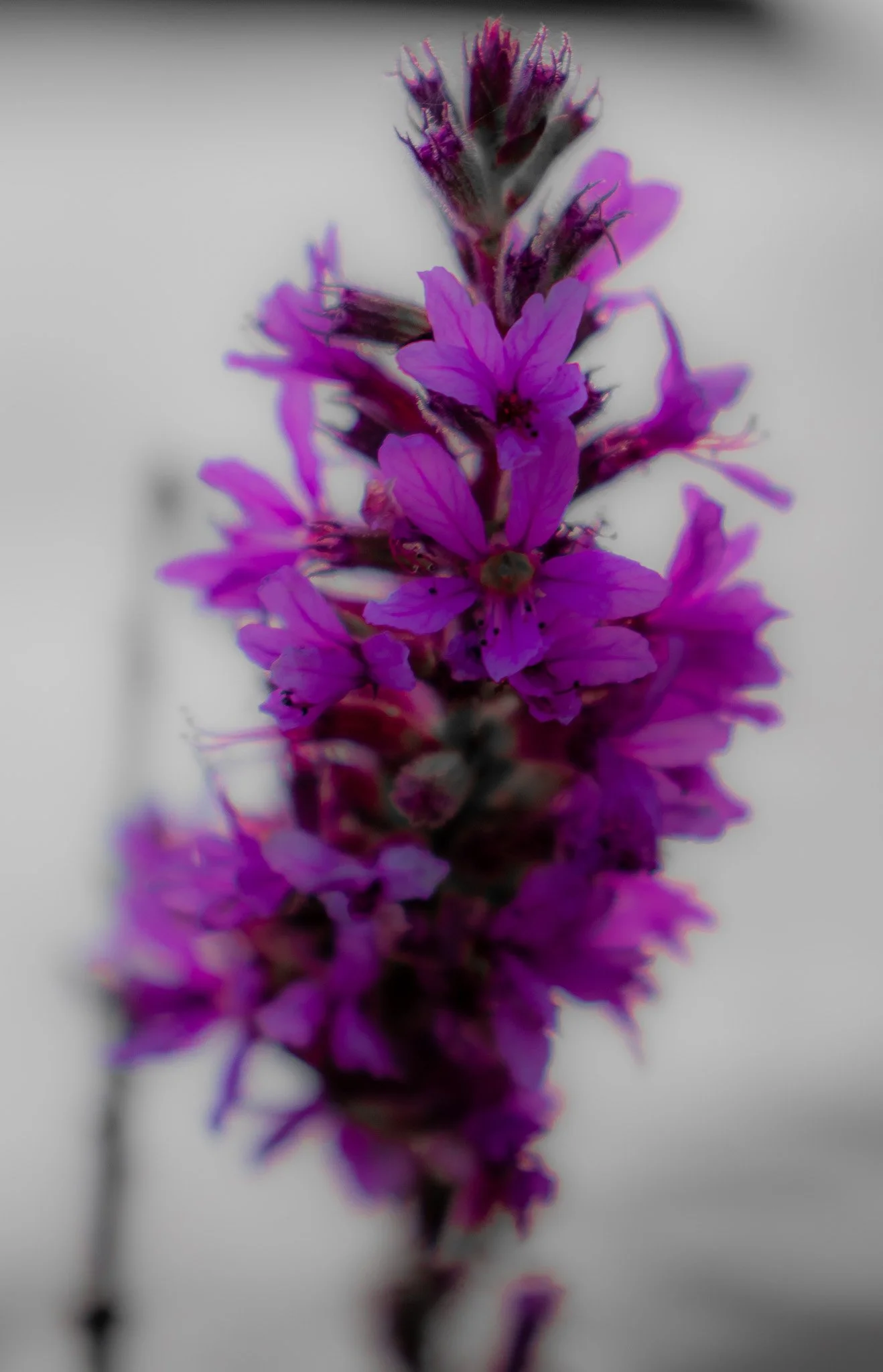 Close-up of a purple flower with multiple small petals and a reflection on a glossy surface.