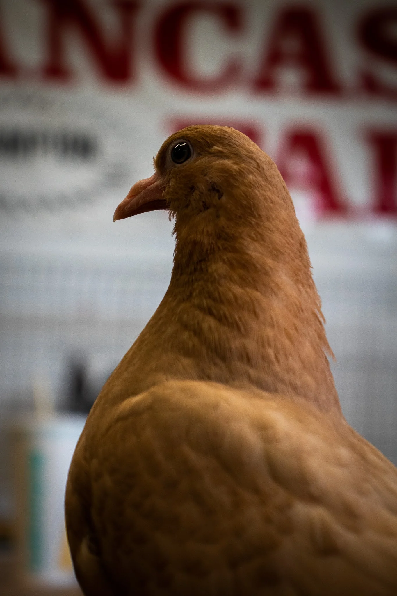 Close-up of a bird with brown feathers and a sharp beak, with a blurred background that appears to be an indoor setting.