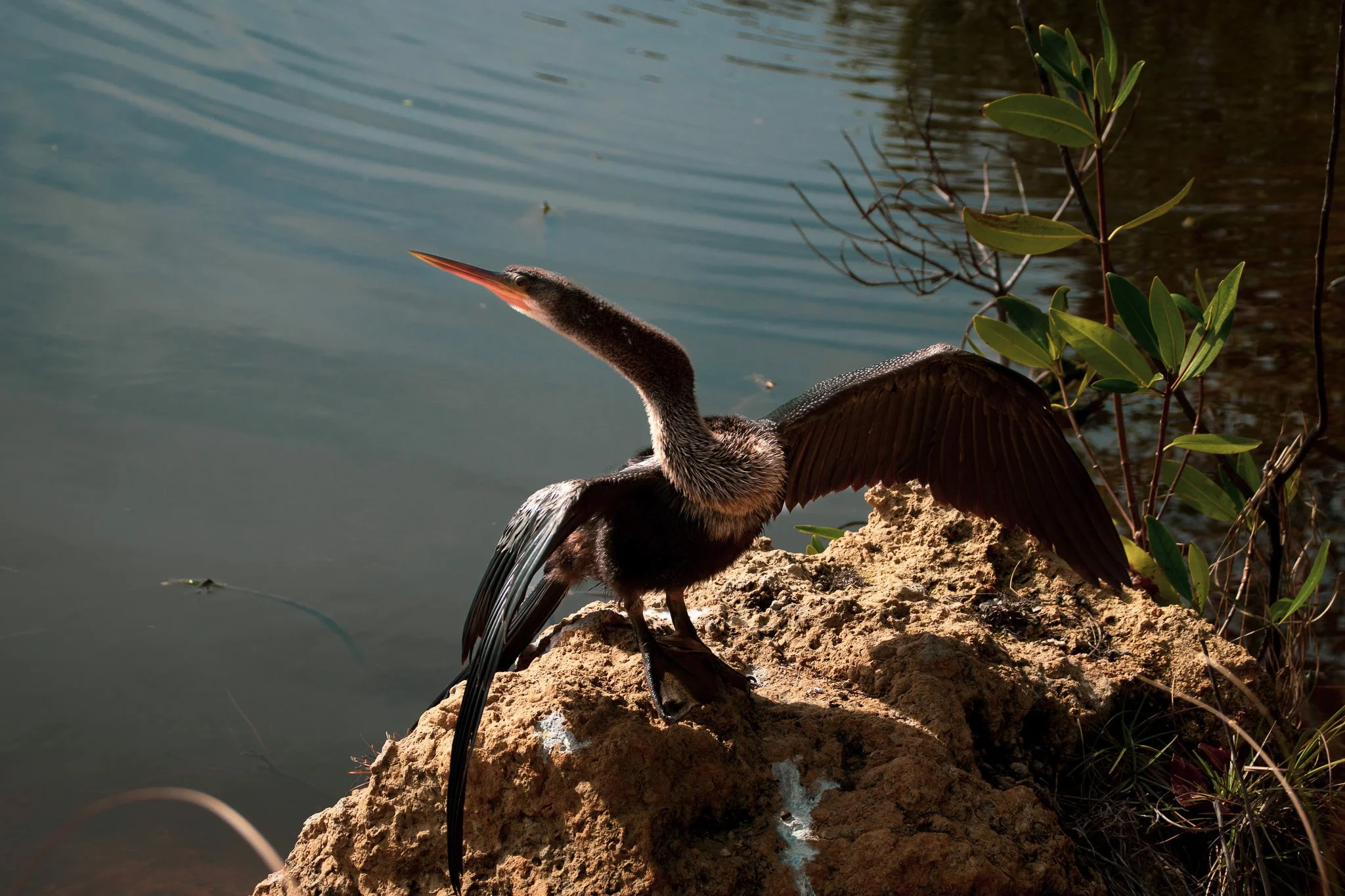 A bird, likely a cormorant, perched on a rocky ledge near water with its wings partially spread and neck extended upward, with green plants nearby.