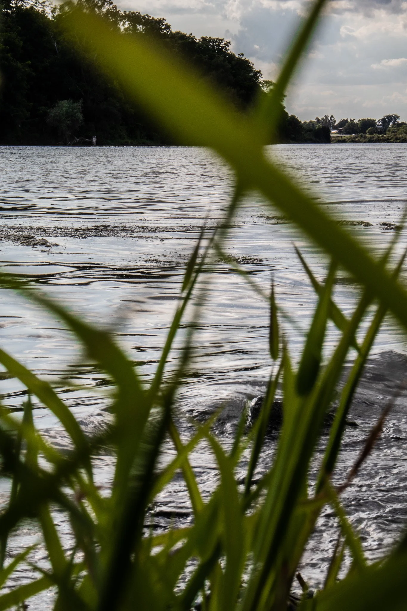 A river view with tall grass in the foreground, trees along the riverbank, cloudy sky, and distant buildings.