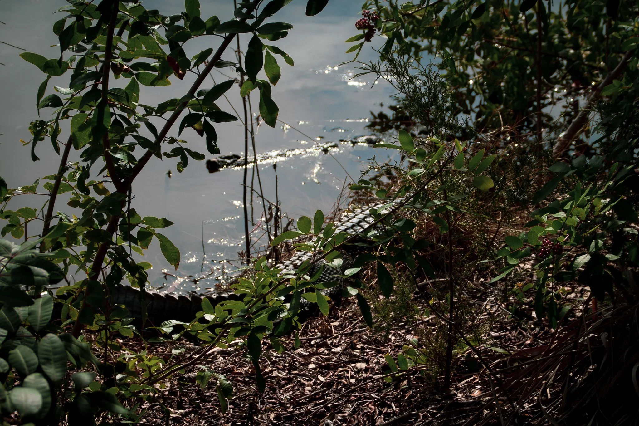 A lakeshore covered with green plants and fallen leaves, with water reflecting sunlight in the background.