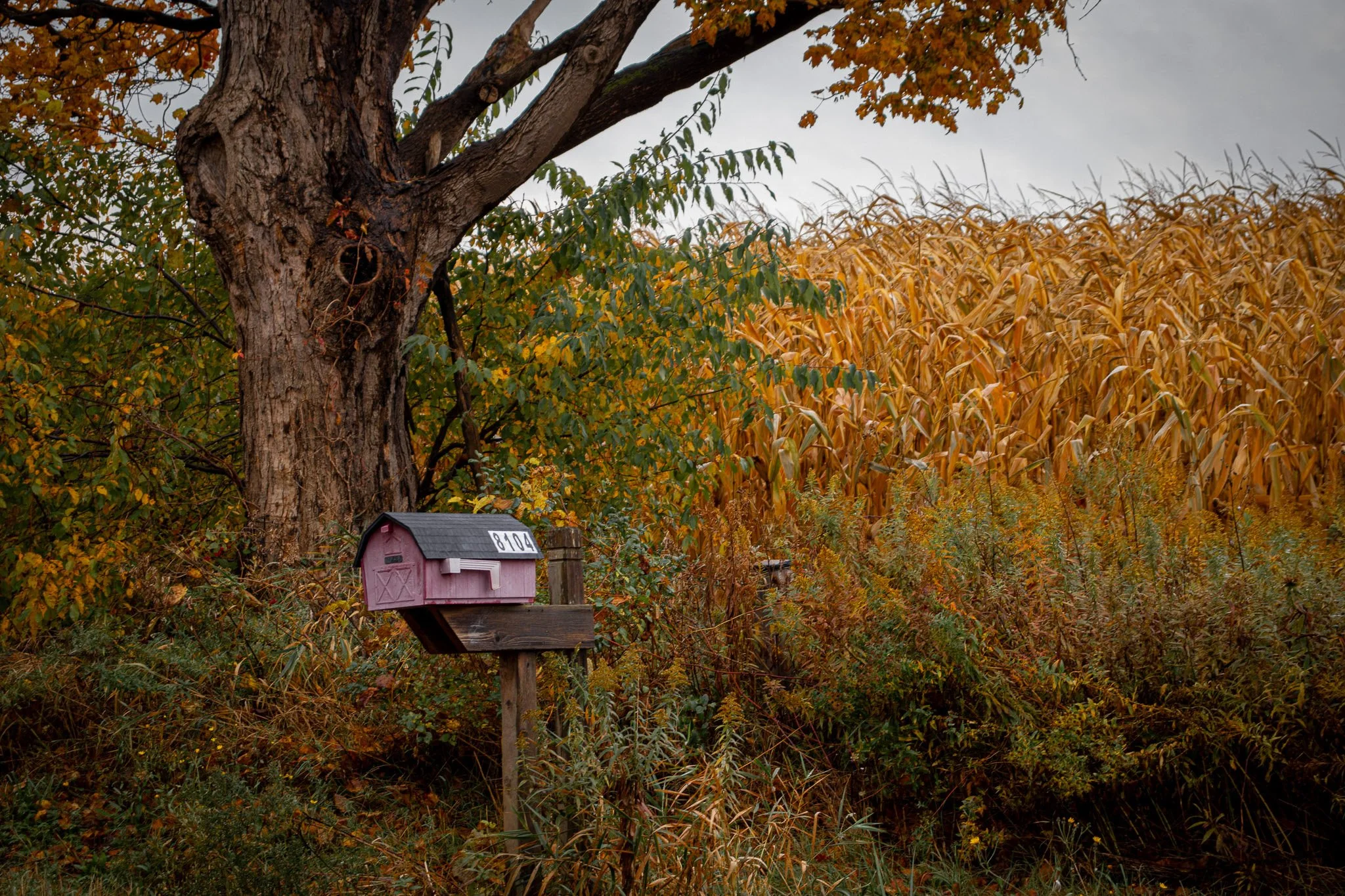 A large tree with orange and green leaves next to a field of yellow corn stalks. In the foreground, there is a pink and grey mailbox with the house number 8104 on it.