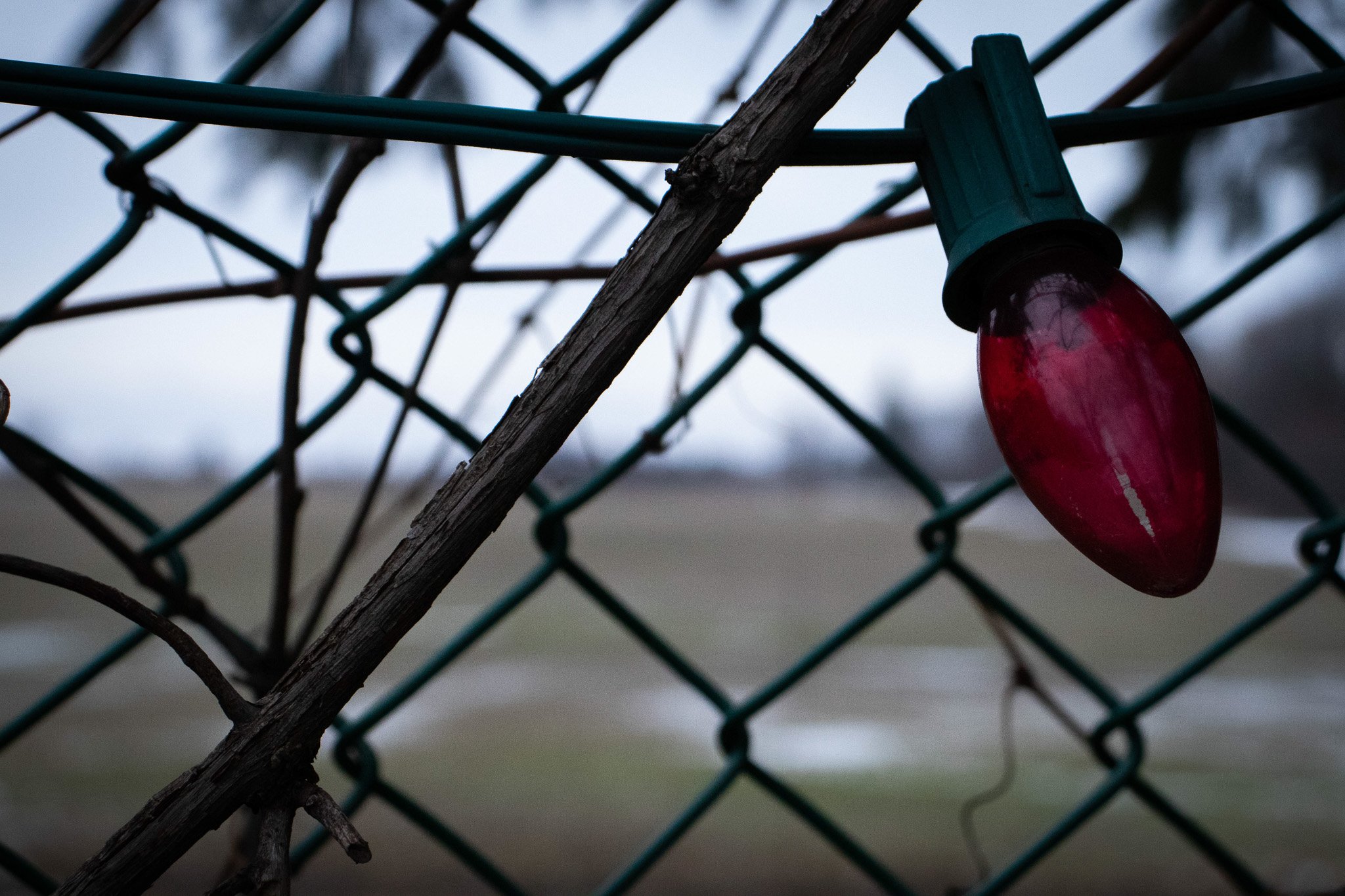 Close-up of a red holiday light bulb attached to a wire fence with weathered wooden sticks crossing in front of it.