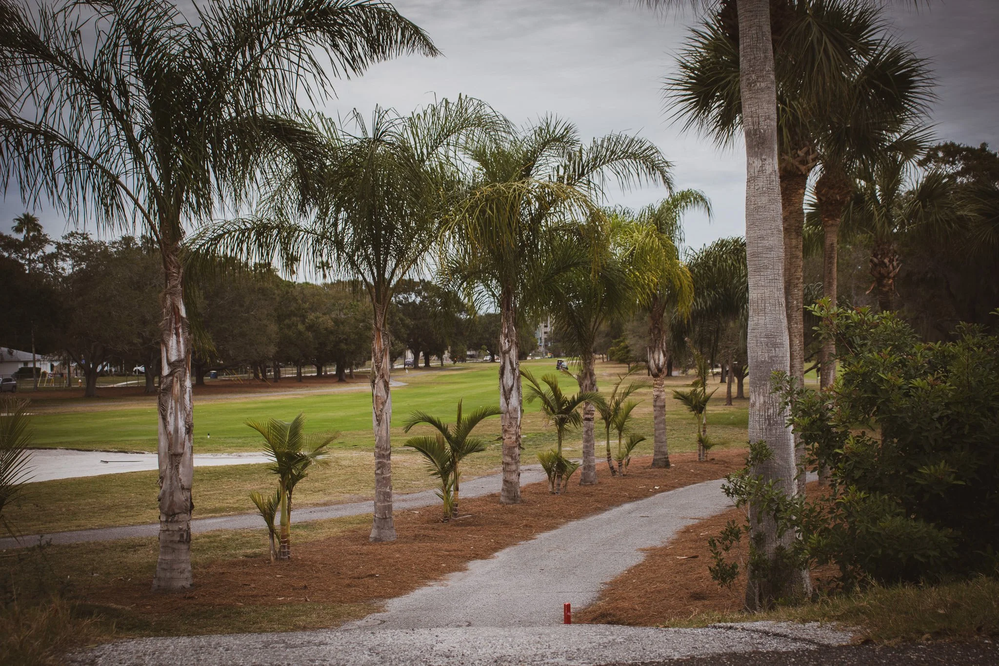 A park scene with a winding gravel path, tall palm trees, and a grassy area with some shrubs and smaller trees. There are more trees in the background under a cloudy sky.