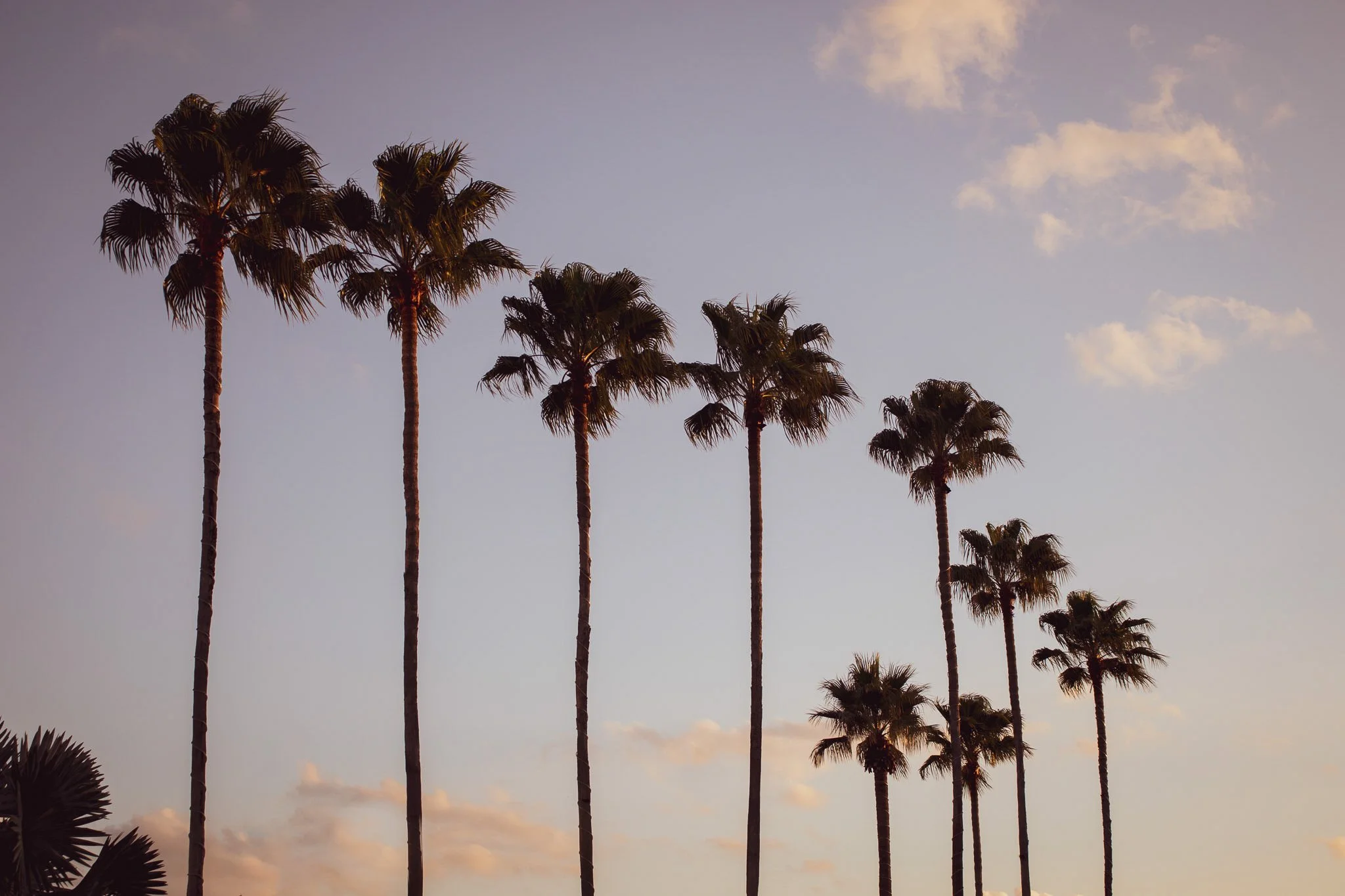 A row of tall palm trees against a partly cloudy sky during sunset or dusk.