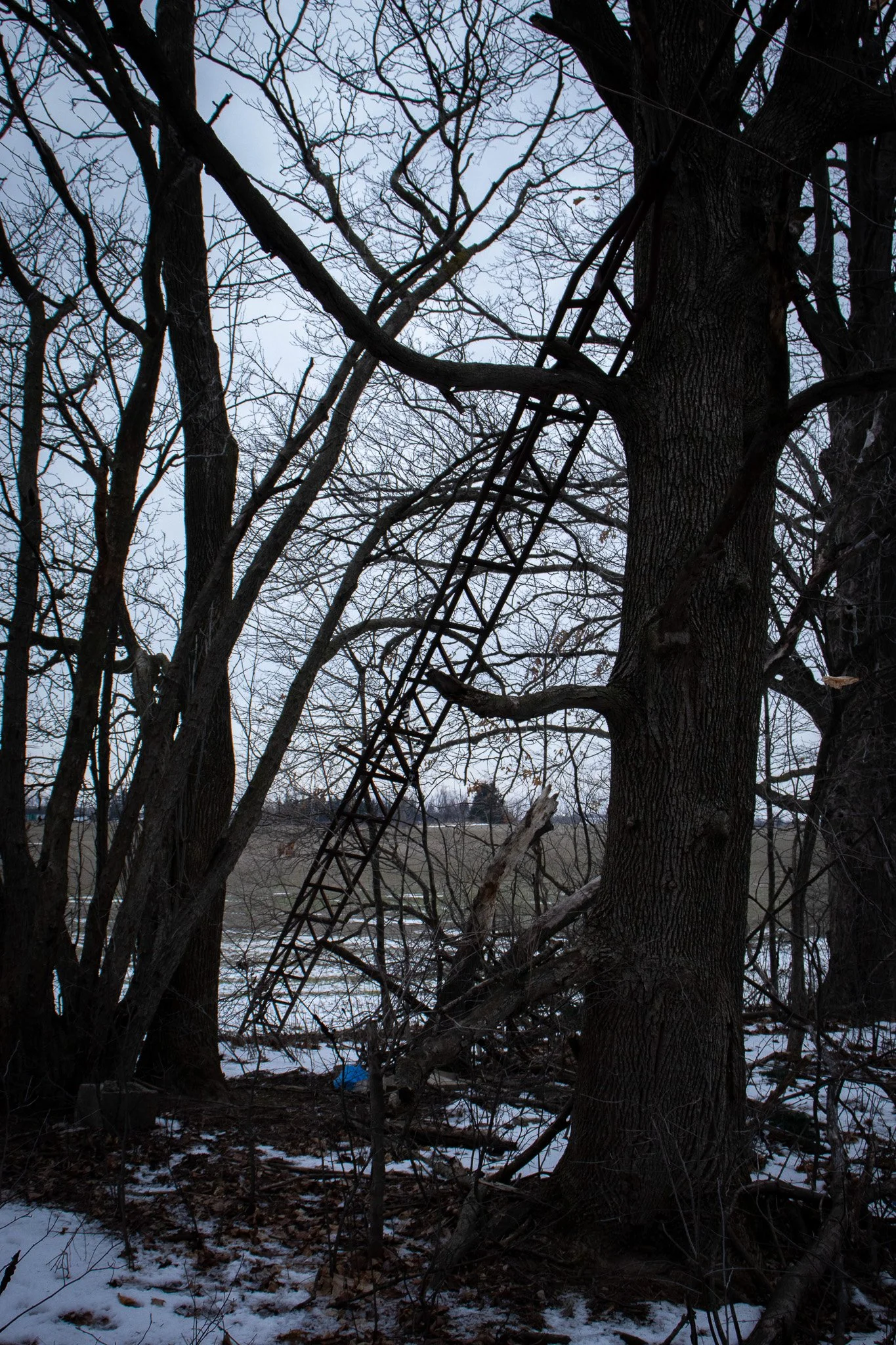 A large tree with bare branches stands in a wooded area, with a metal ladder leaning against it. The ground is covered with patches of snow and fallen leaves.