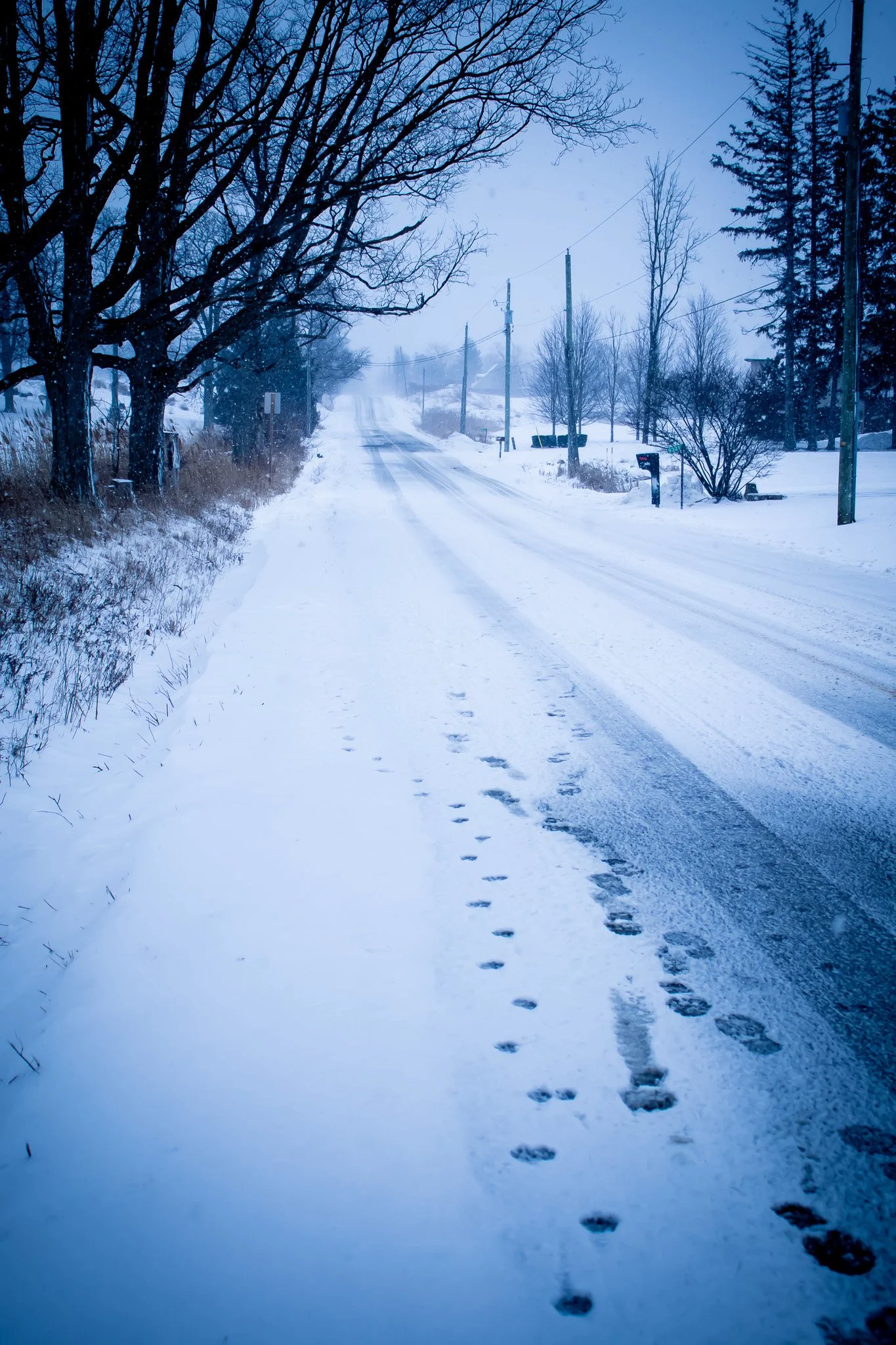 Snow-covered road with animal tracks, bare trees, utility poles, and a mailbox on a snowy front yard, during a snowstorm or misty weather.