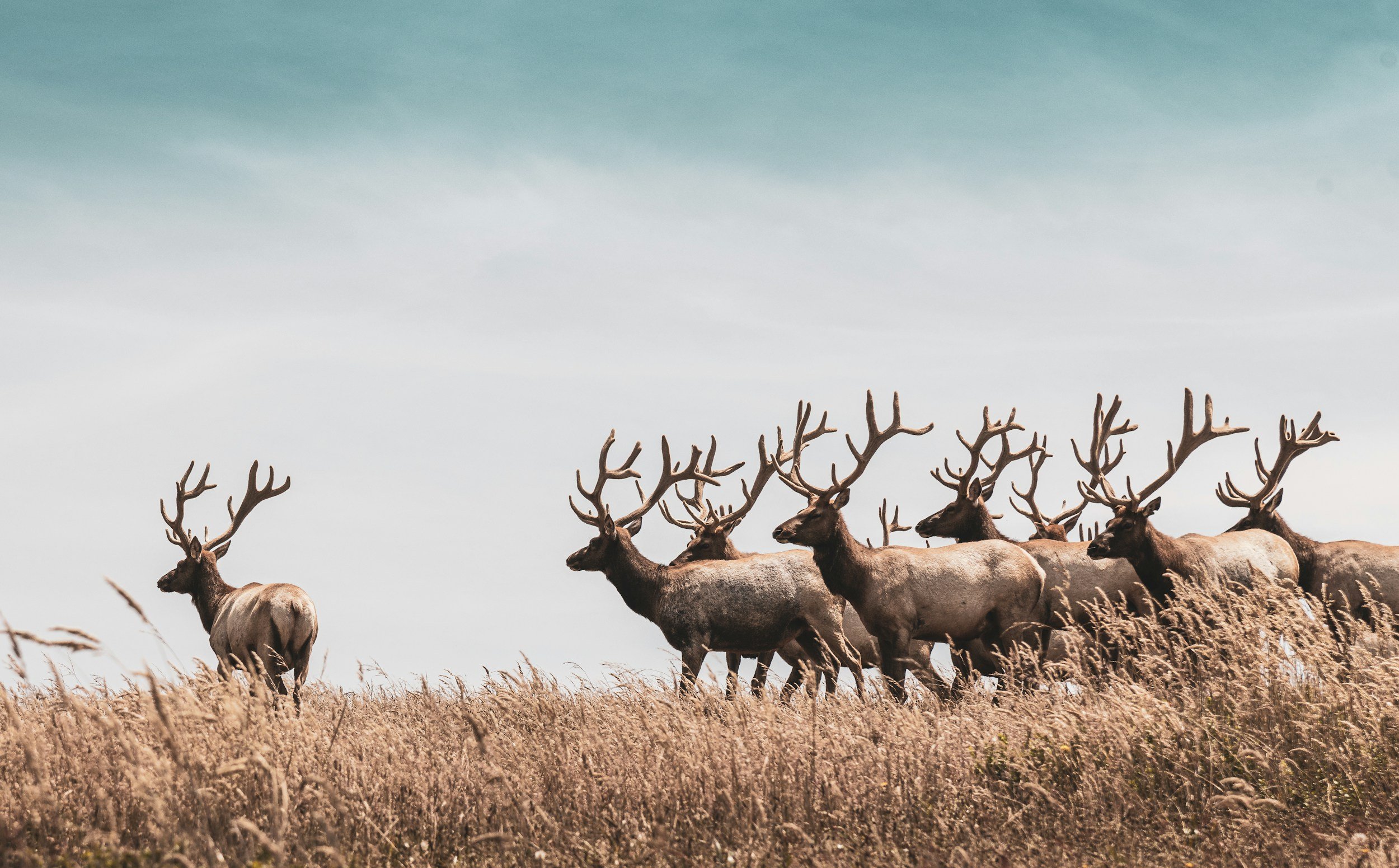 A group of reindeer with large antlers walking through a grassy field with a gradient sky background