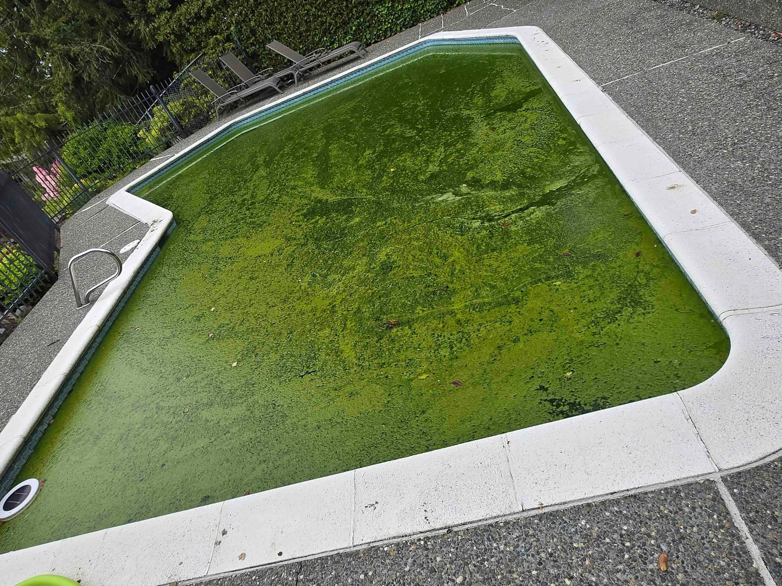 A swimming pool covered with green algae.