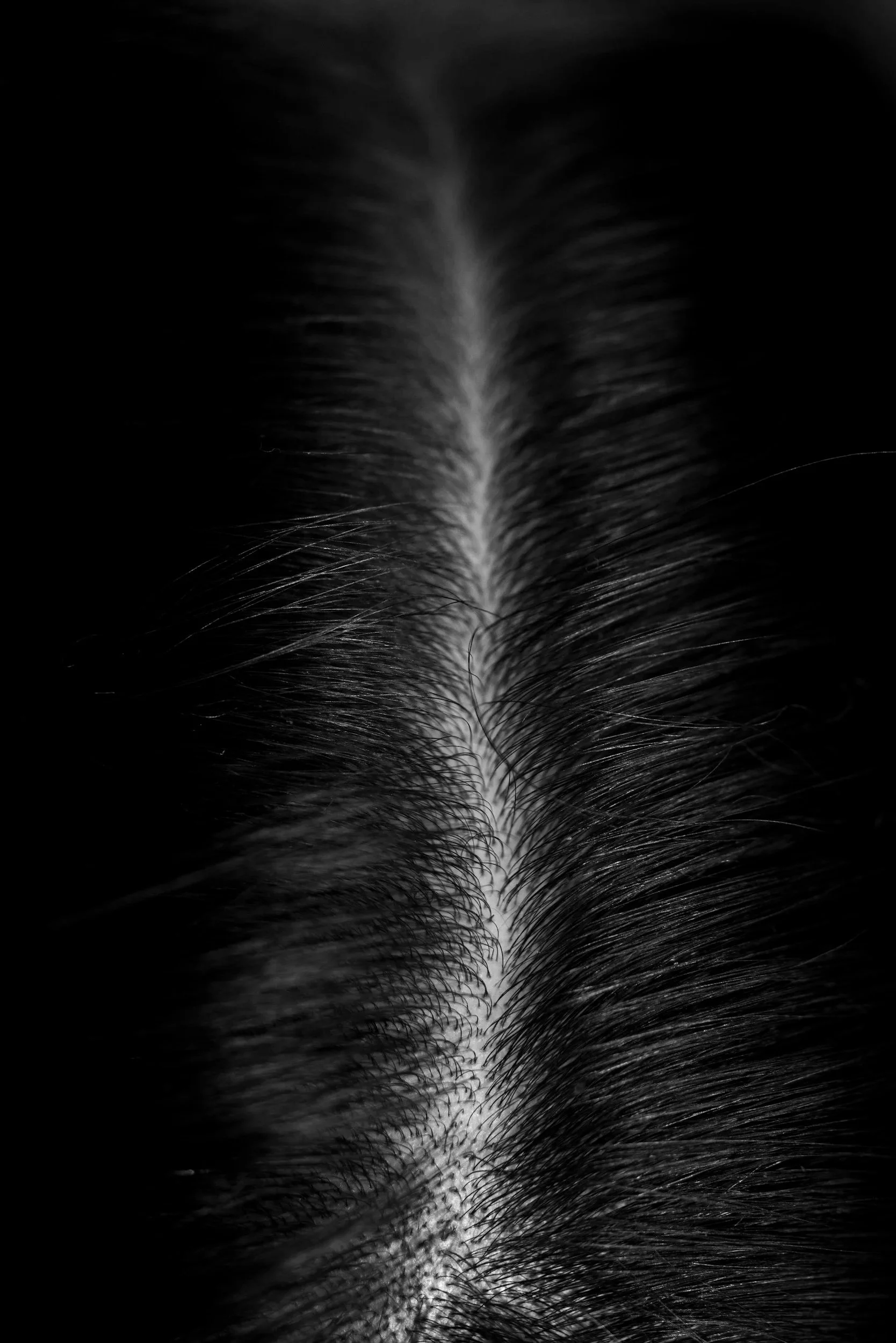 Close-up of hair and scalp of a person.