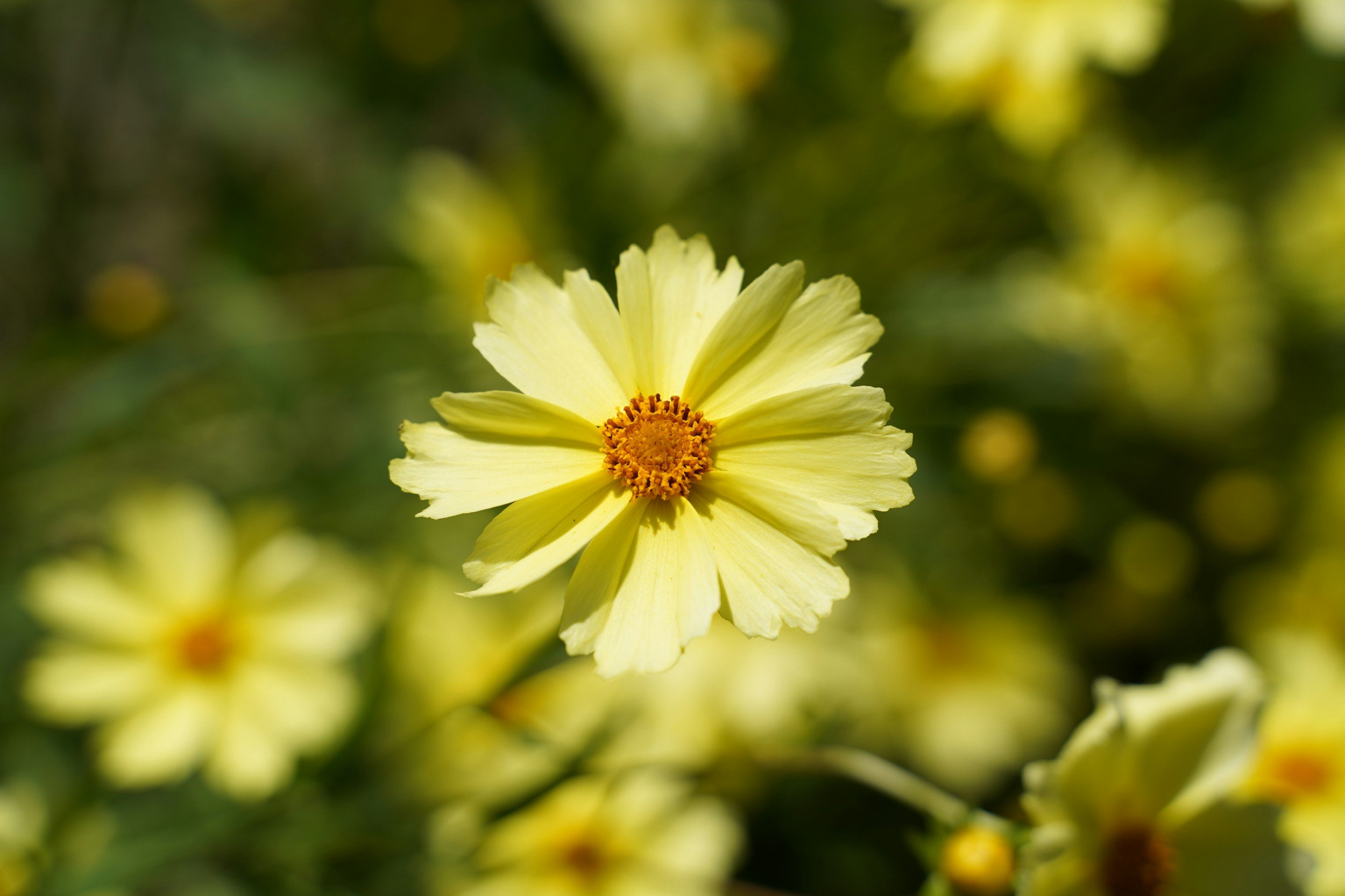 Close-up of a yellow flower with orange center against blurred green background.