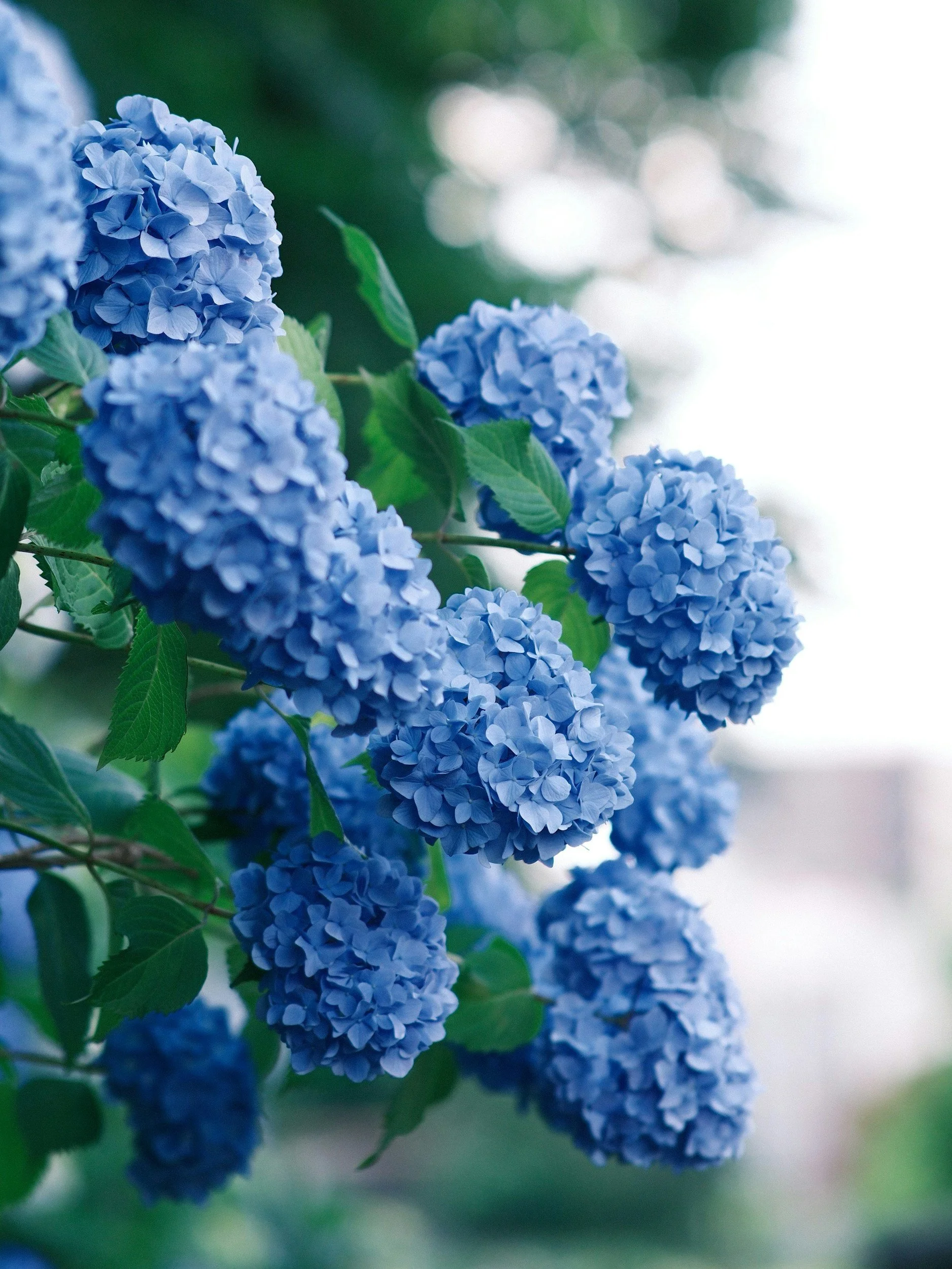 Close-up of vibrant blue hydrangea flowers with green leaves against a blurred background of greenery and sunlight.