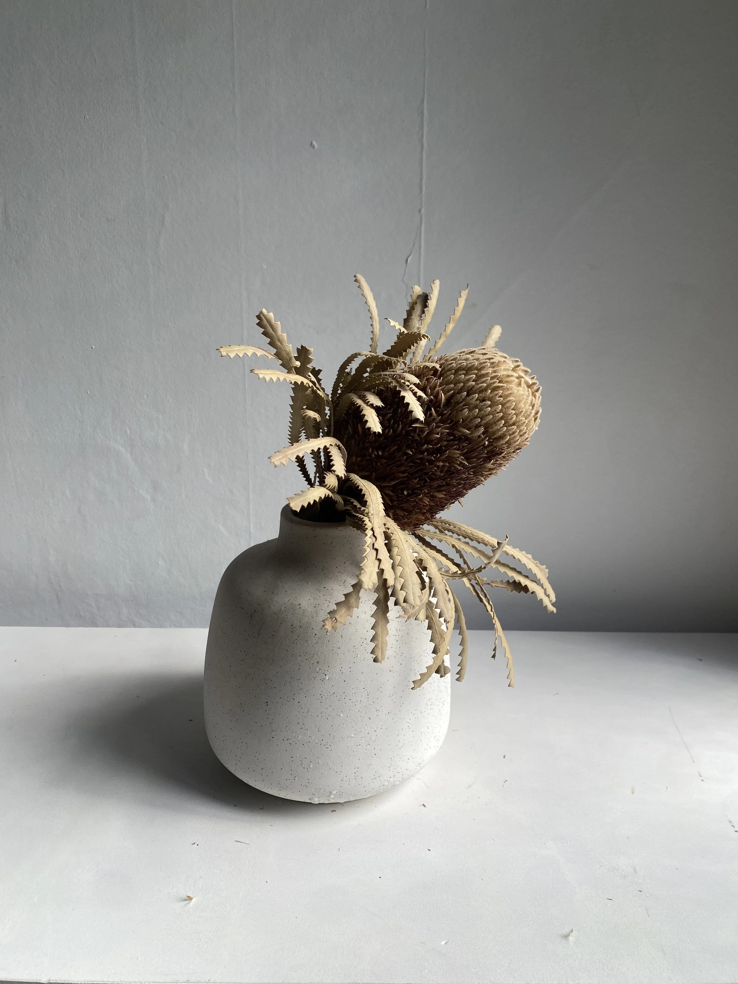 Dried Banksia hookeriana