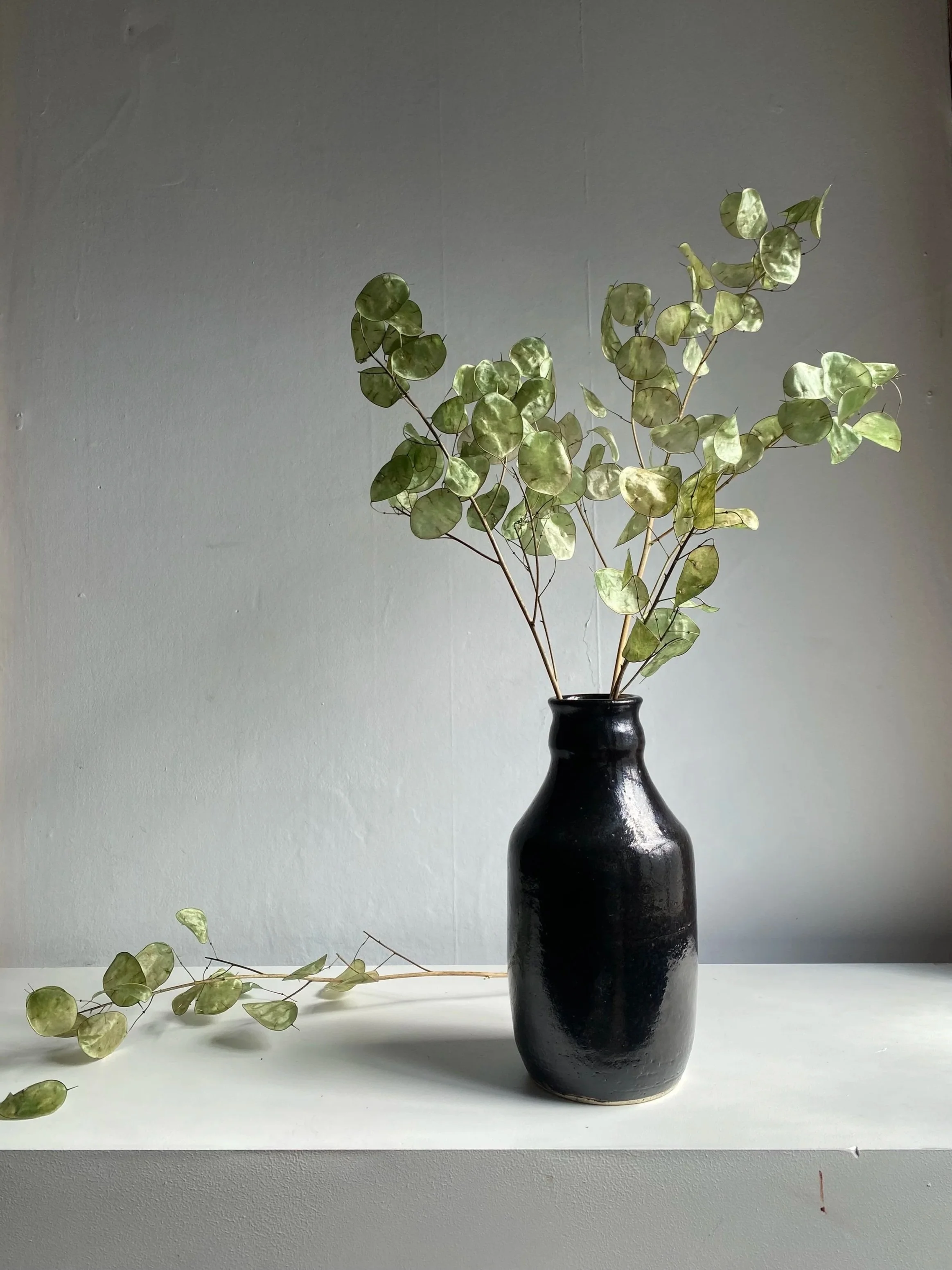 Olive green lunaria
