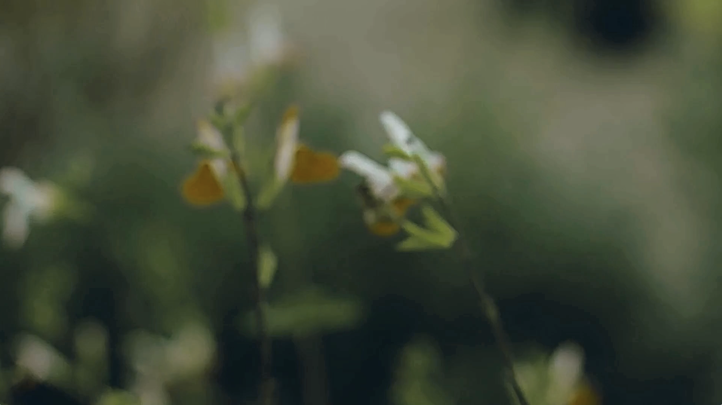 Pollen-amber-Photo1.png