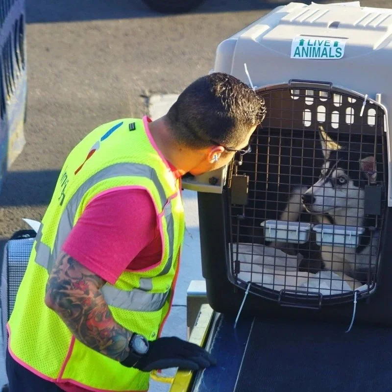 A person with tattoos in a neon yellow safety vest looking at a Siberian Husky through the door of a pet carrier.