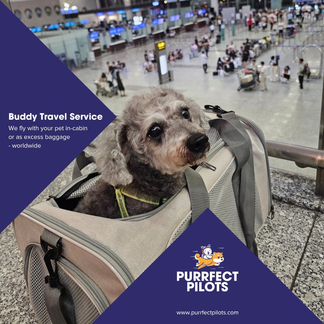 Busy schedule? Your pet doesn&rsquo;t have to fly alone!

Our Travel Buddies are always ready to keep your loving pet company, no matter where they are going, making sure they are comfortable and cared for throughout their journey. ✈️🐾

Send us an e