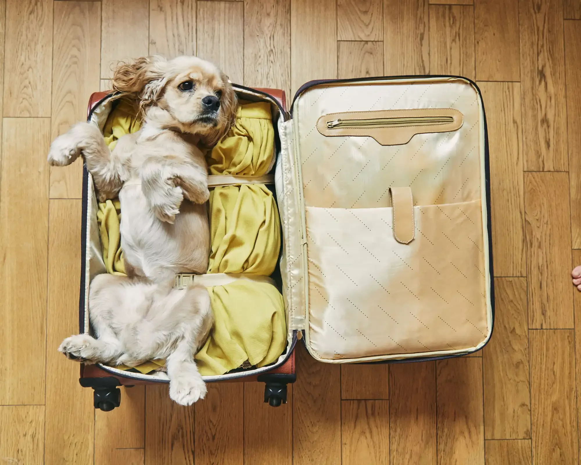 How to prepare for pet travel?