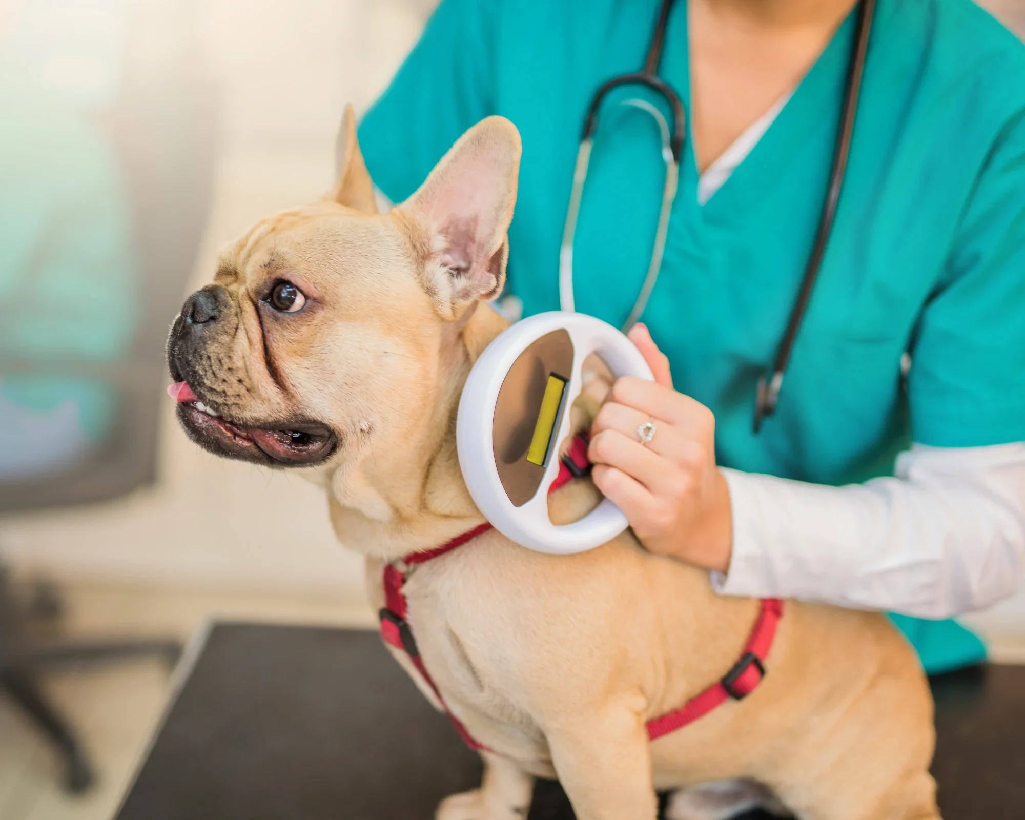 What is pet microchip?
