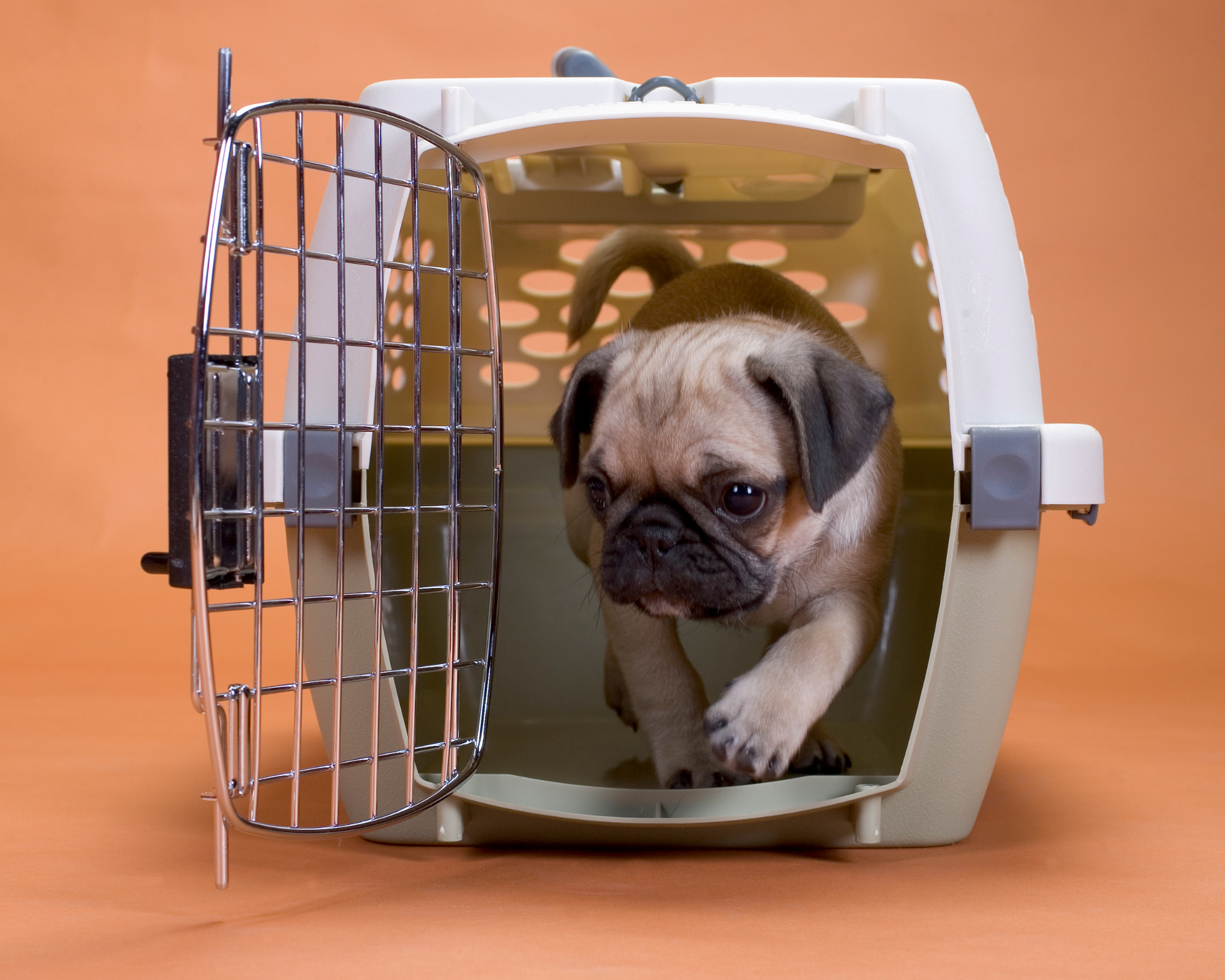 How to choose the perfect pet travel crate?