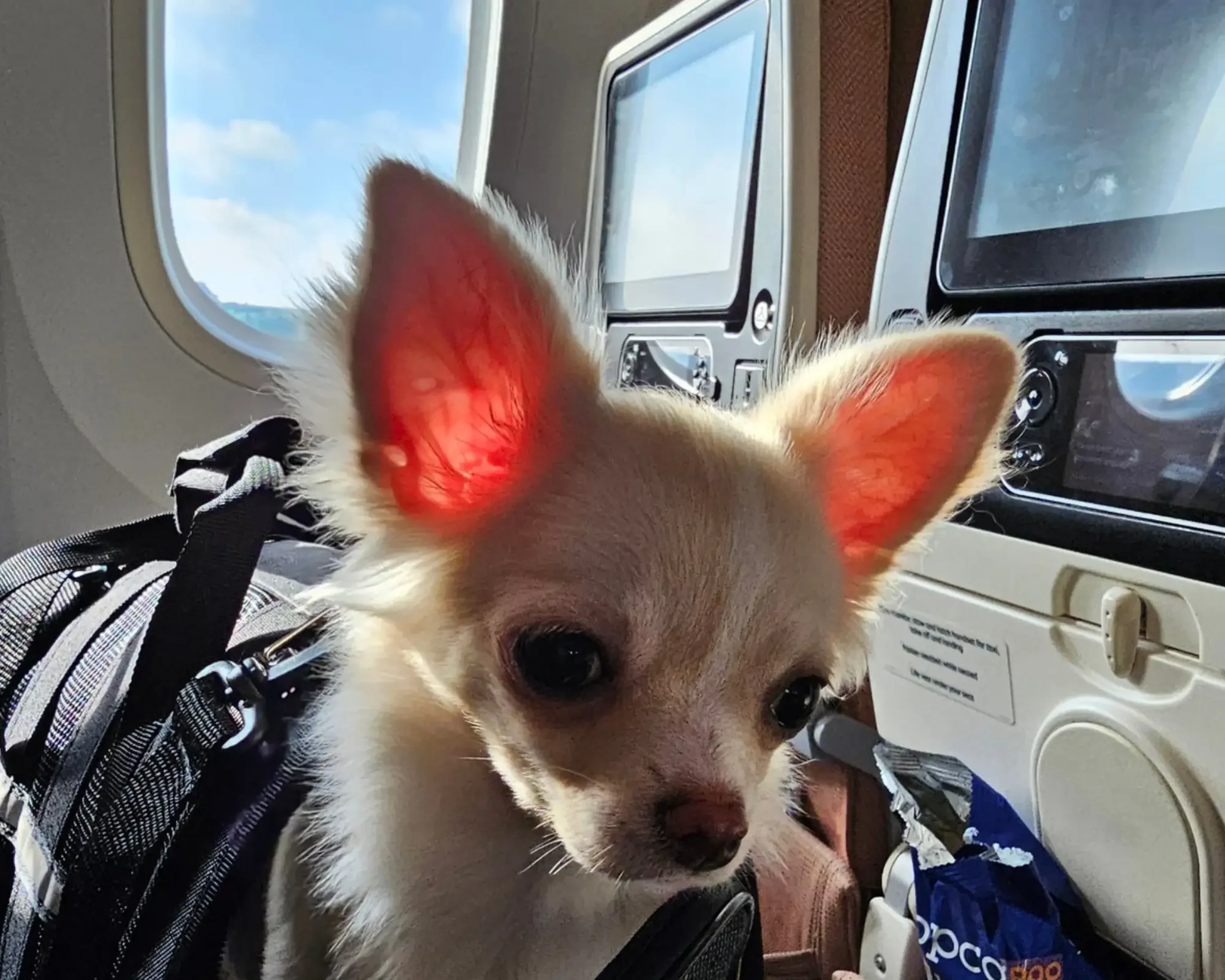 What are tips for traveling with your pet in cabin?