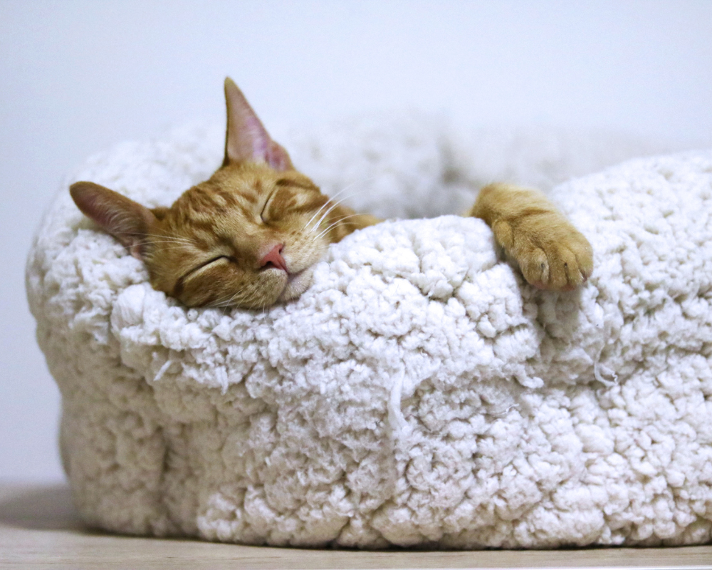A ginger cat sleeping on a fluffy white bed or blanket.