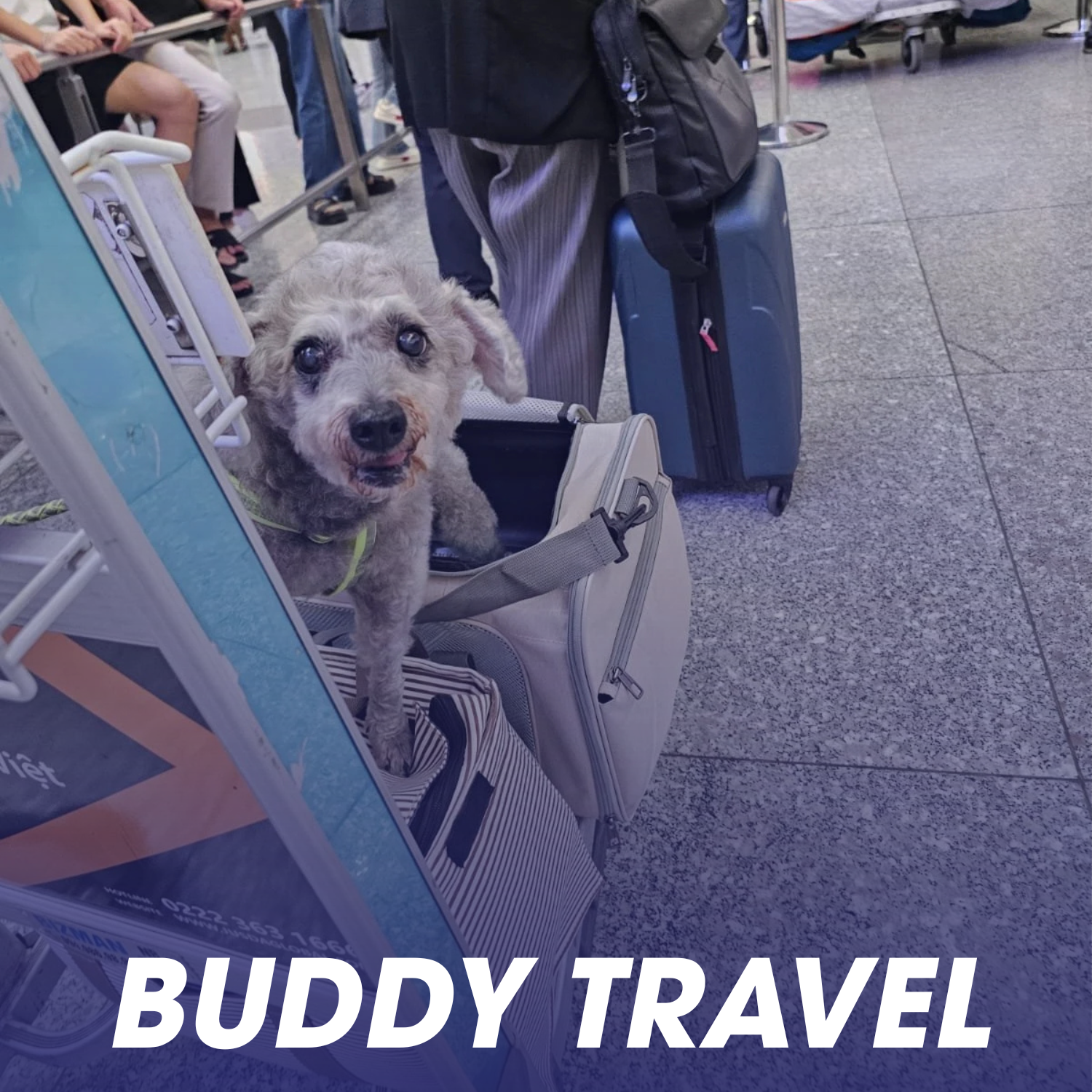 A small, curly-haired dog with a gray coat and blue eyes is sitting on a striped bag at an airport. The dog is wearing a harness and is surrounded by luggage and an airport counter. People are in the background, and the words "BUDDY TRAVEL" are overlaid at the bottom of the image.