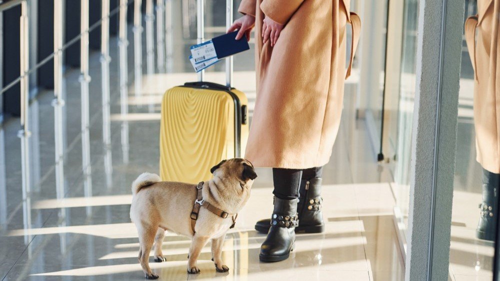 purrfect pilots woman walking with a dog to board on plane