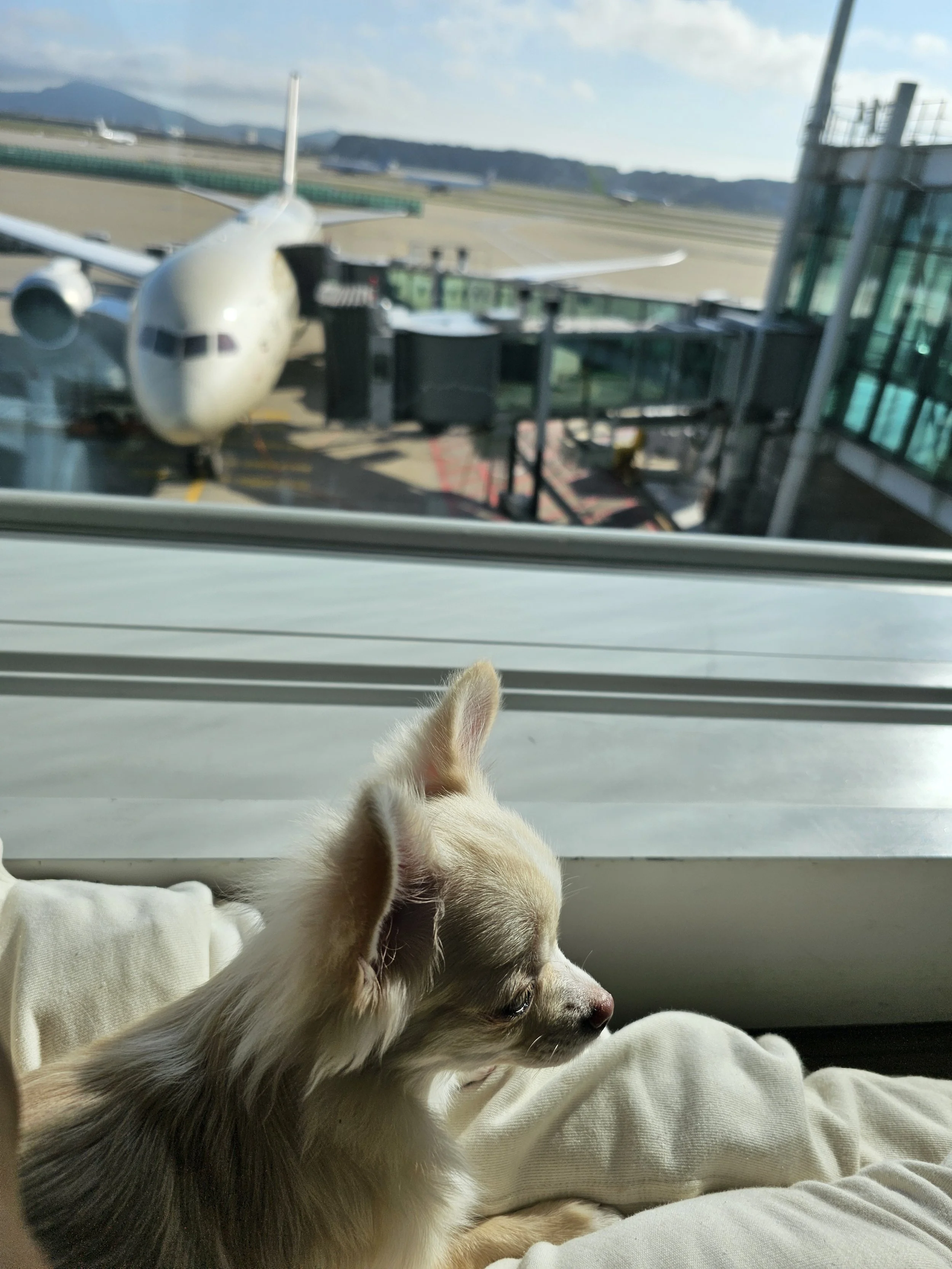 A small light-colored dog sitting on a person's lap, looking out the window at an airport tarmac with planes parked and mountains in the background.