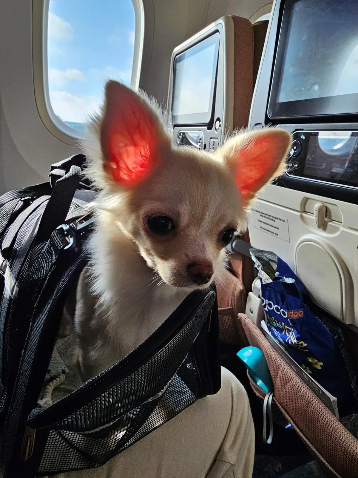 A small white dog with large ears sitting inside an airplane, with a window showing blue sky and clouds.