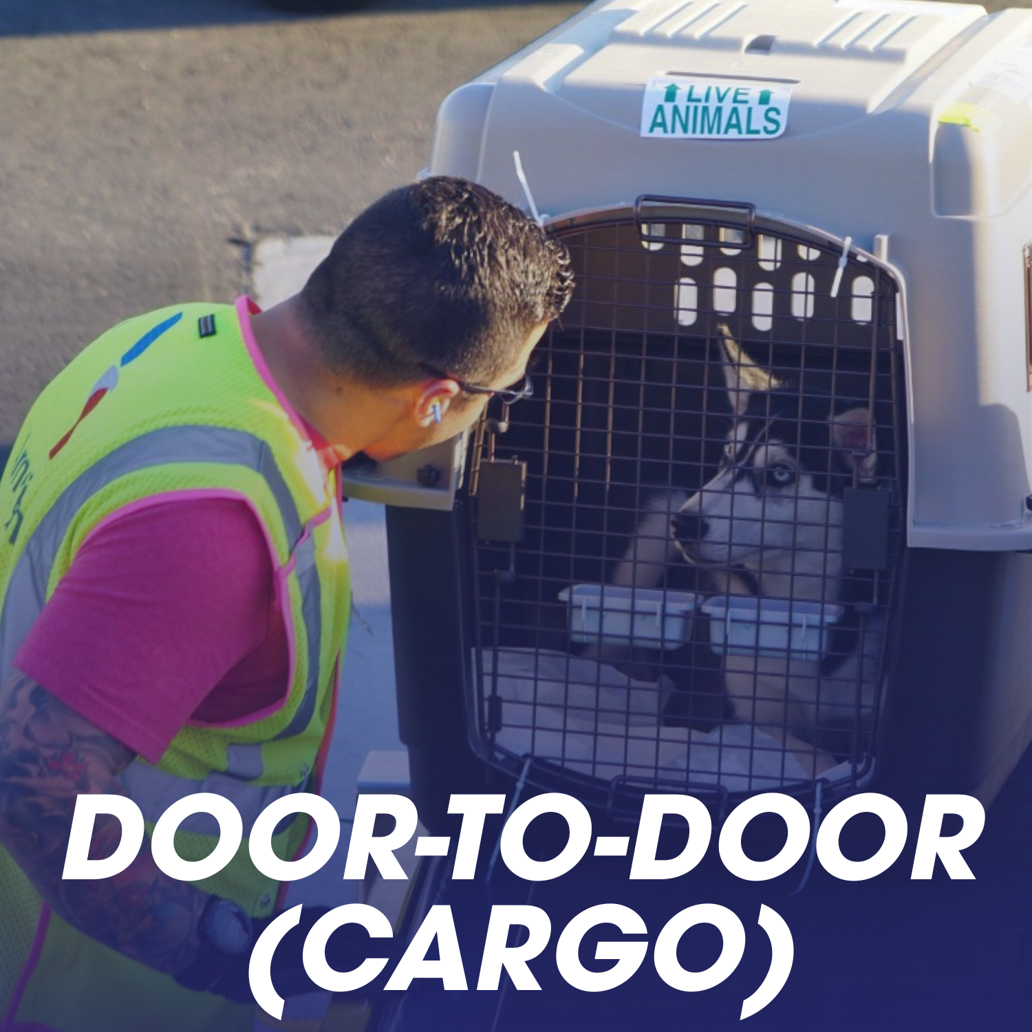 A person with tattoos on their arm wearing a fluorescent safety vest and sunglasses, leaning towards a husky dog inside a pet carrier. The carrier has a sticker that says 'Live Animals,' and large text over the image reads 'Door-to-Door (Cargo).'