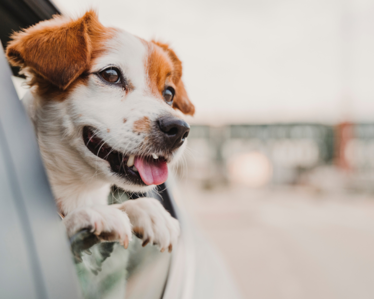 A happy puppy with brown and white fur looking out of a car window with its tongue slightly out.