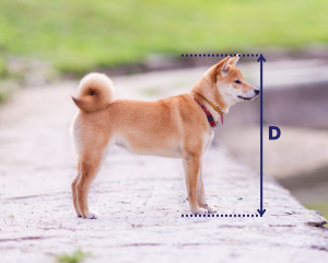 A small dog standing outdoors on a paved surface, with a grassy area in the background. The dog's height is marked with a vertical line labeled 'D.'