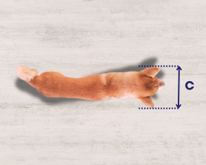 Top view of an orange cat lying down with its head and front paws extended forward, measuring the cat's width labeled as 'C' on a light wooden floor.