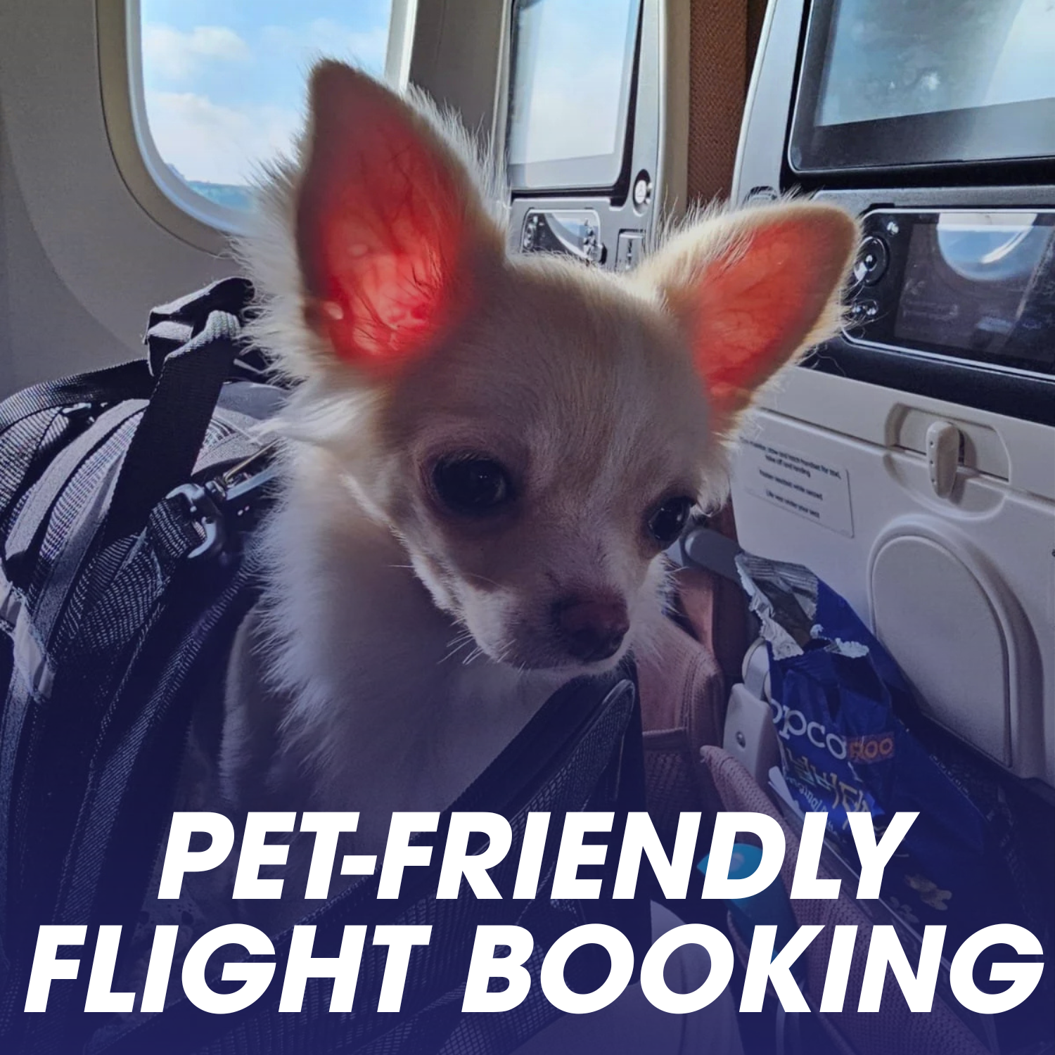 A small dog with light-colored fur and large ears sitting on a plane with an airplane window showing a cloudy sky outside. The dog appears to be wearing a harness. The image has text overlay that says 'PET-FRIENDLY FLIGHT BOOKING'.