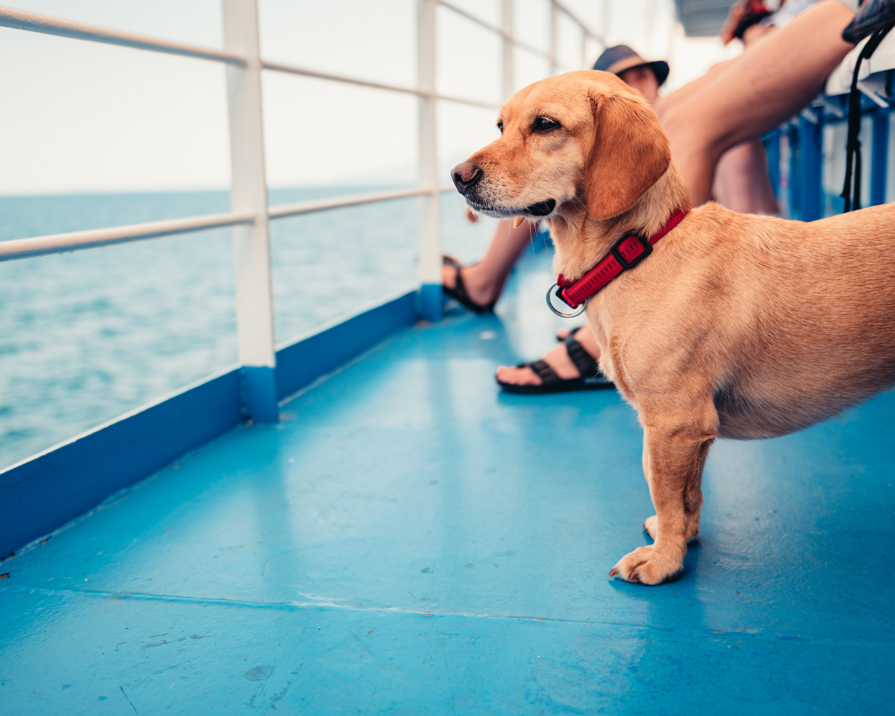 A cute, tan puppy with a red collar standing on a boat deck, looking out at the ocean.