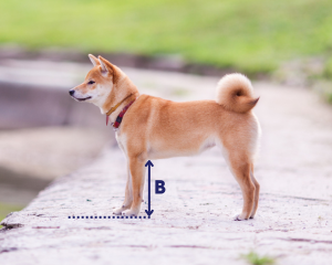 A young Shiba Inu dog standing on a concrete surface outdoors with a grassy background.