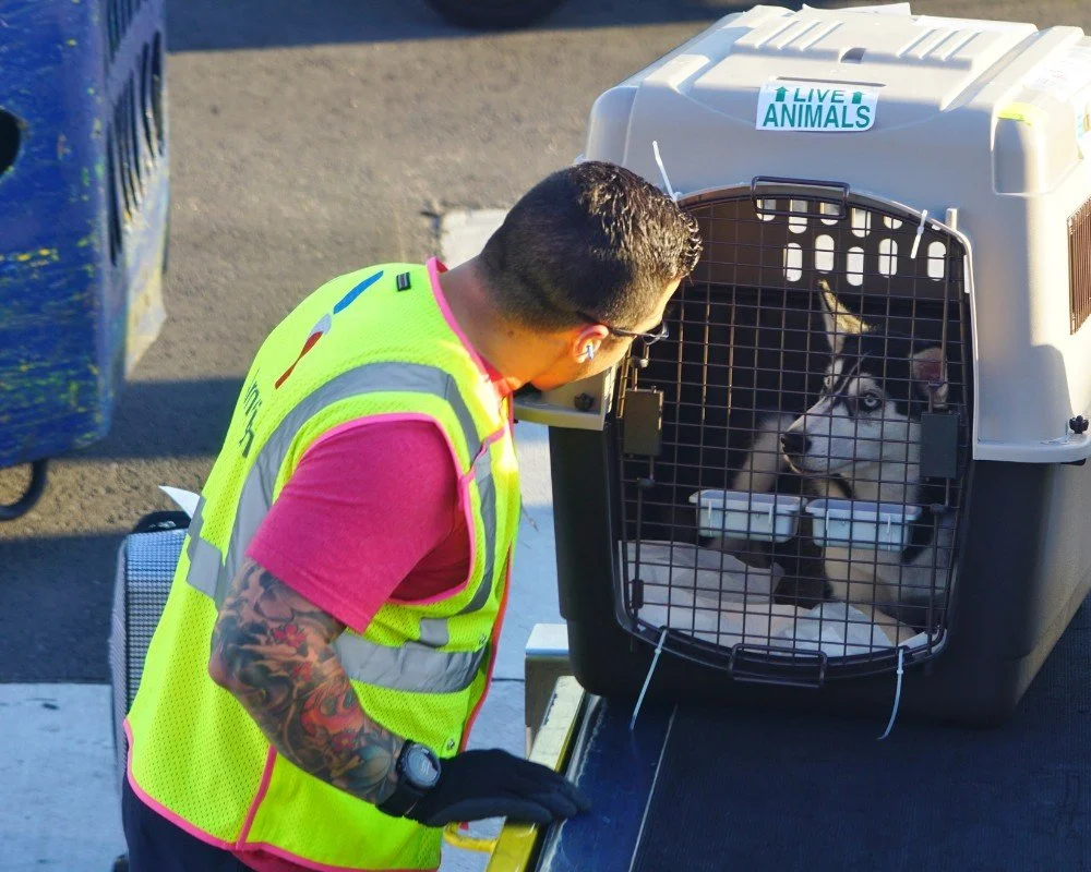 A person with tattoos on their arm wearing a safety vest, pink shirt, and gloves looking into a pet carrier with a husky inside at a transportation or animal shelter facility.