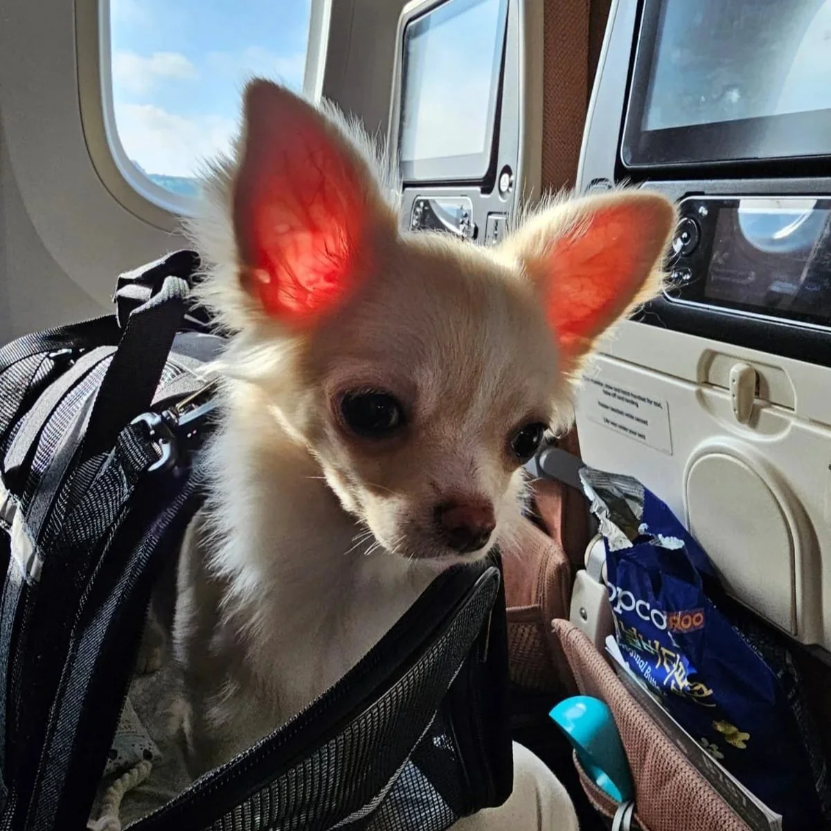 A small Chihuahua dog sitting inside an airplane, with sunlight shining through the window and highlighting its large ears.