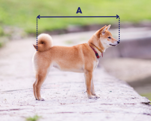 A Shiba Inu dog standing outdoors on a paved surface with grass in the background.