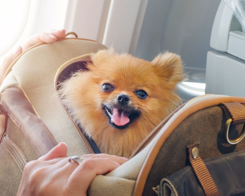 A small, fluffy Pomeranian dog with tan fur sits in a pet carrier on an airplane.