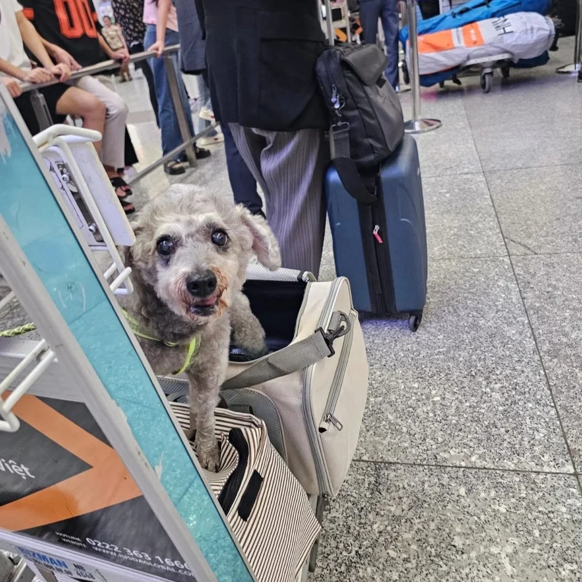 A dog with curly gray fur and bright eyes standing on an airport luggage cart among carry-on bags, with a person standing behind with a blue suitcase and black backpack. People and luggage are visible in the background at the airport.