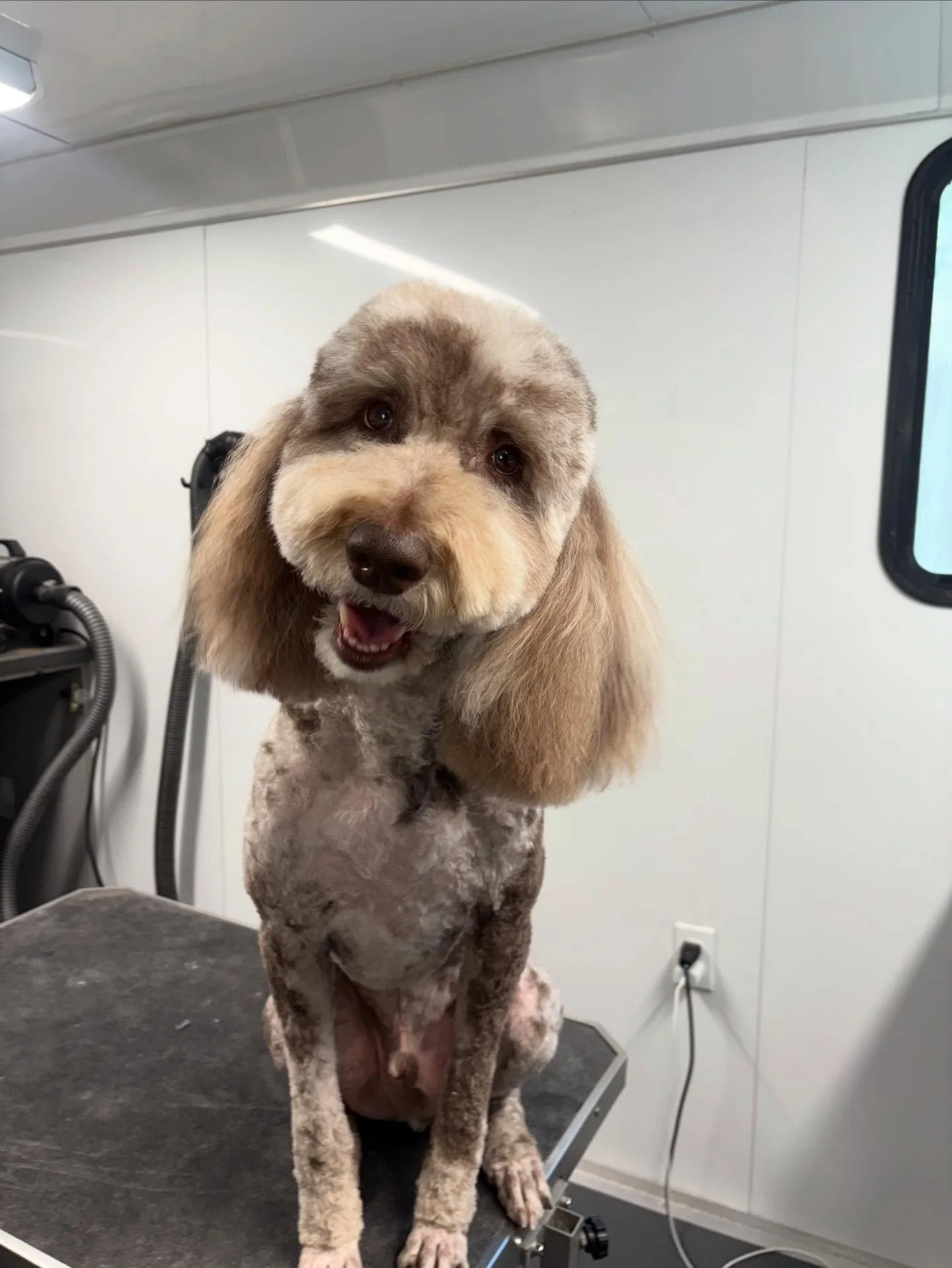 Emerson was overdue after lots of travel, so he came in for a reset before hitting the road again.

When life gets busy, brushing at home can fall behind. That&rsquo;s why consistent grooming is so important. It keeps your dog comfortable, healthy, a