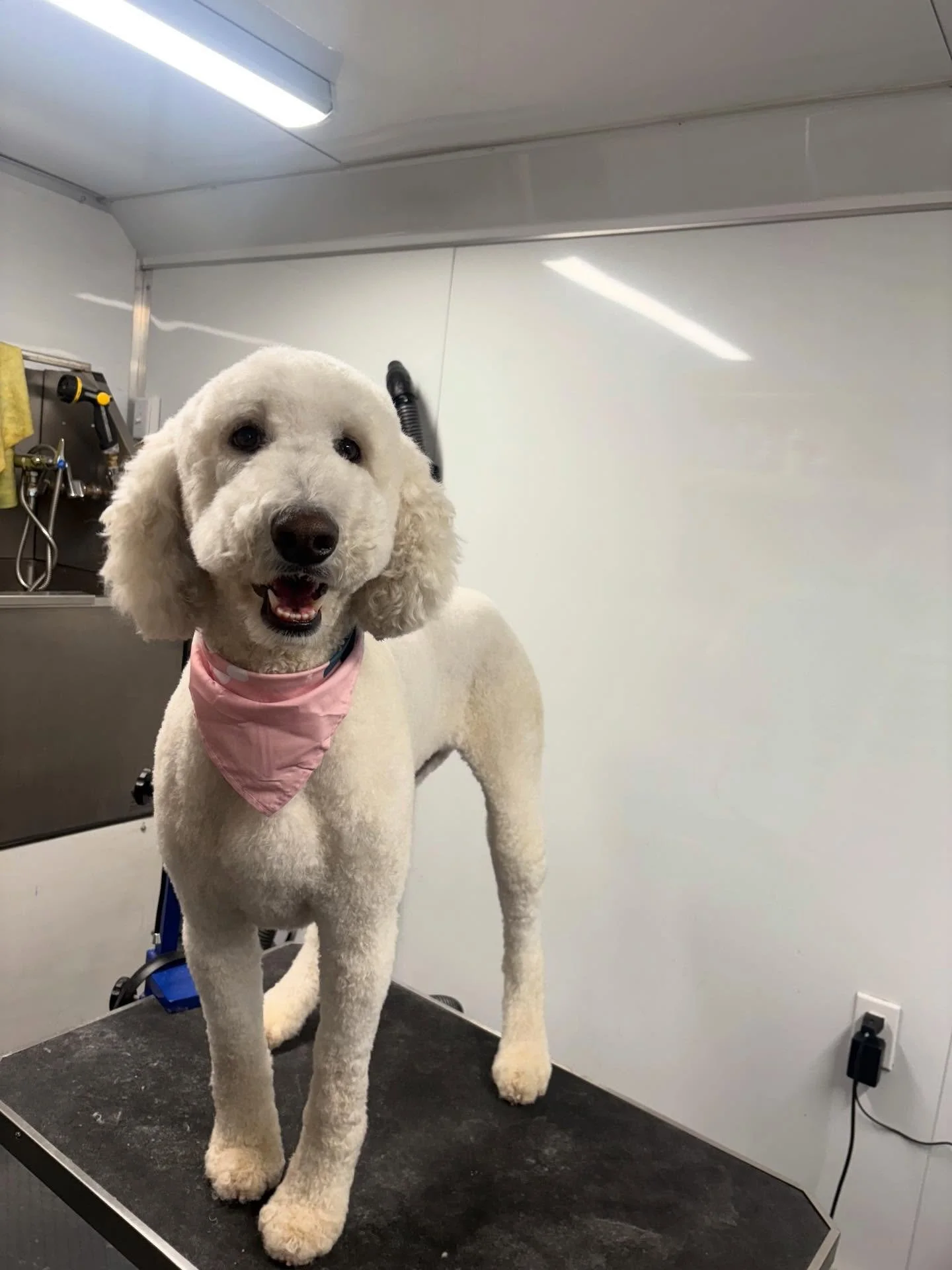 A shorter coat means easier maintenance, more comfort, and a dog that feels as good as she looks.

#doggroomer #doodle #denverdogs #cleandog #mobiledoggrooming
