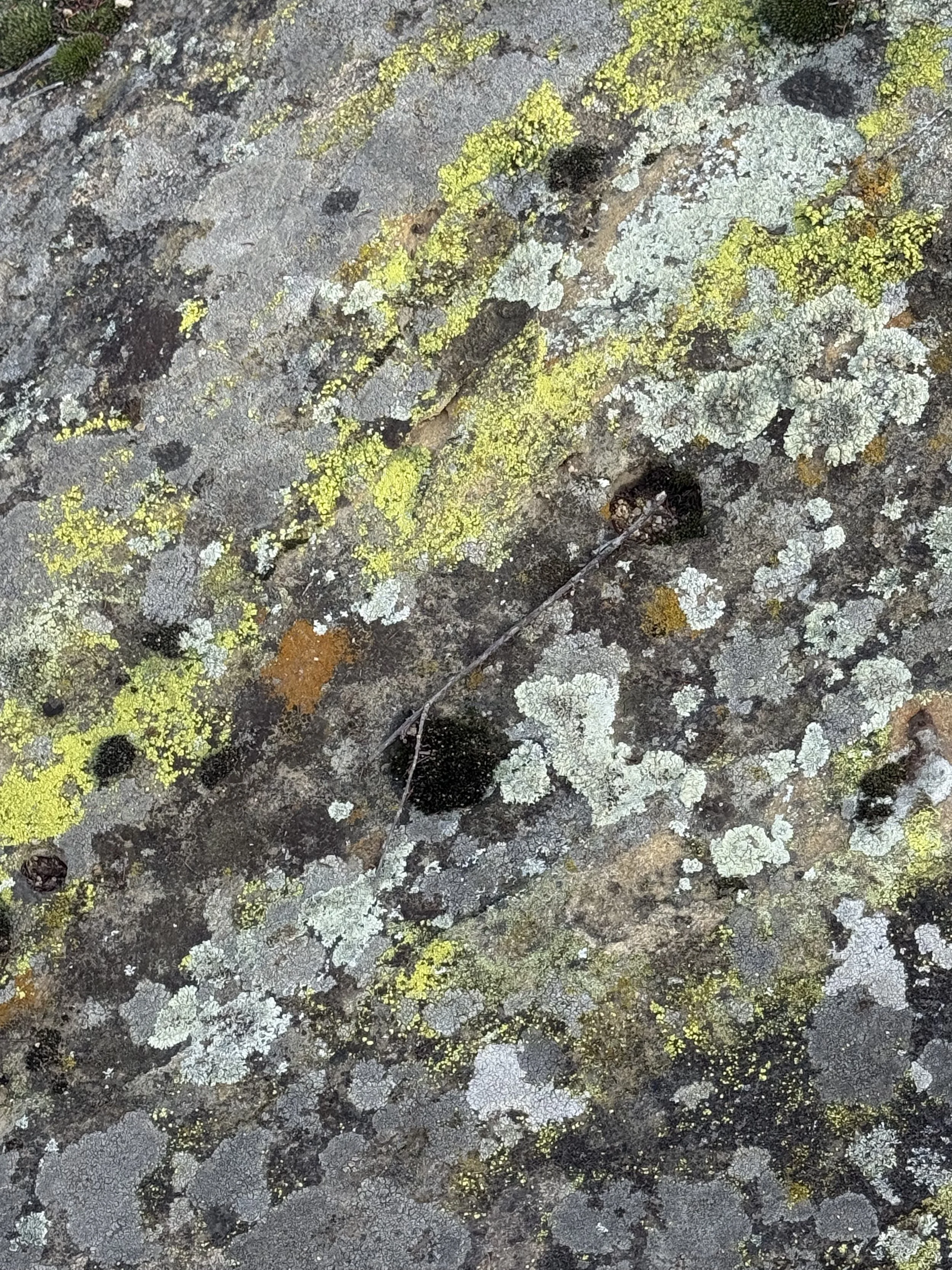 lichens