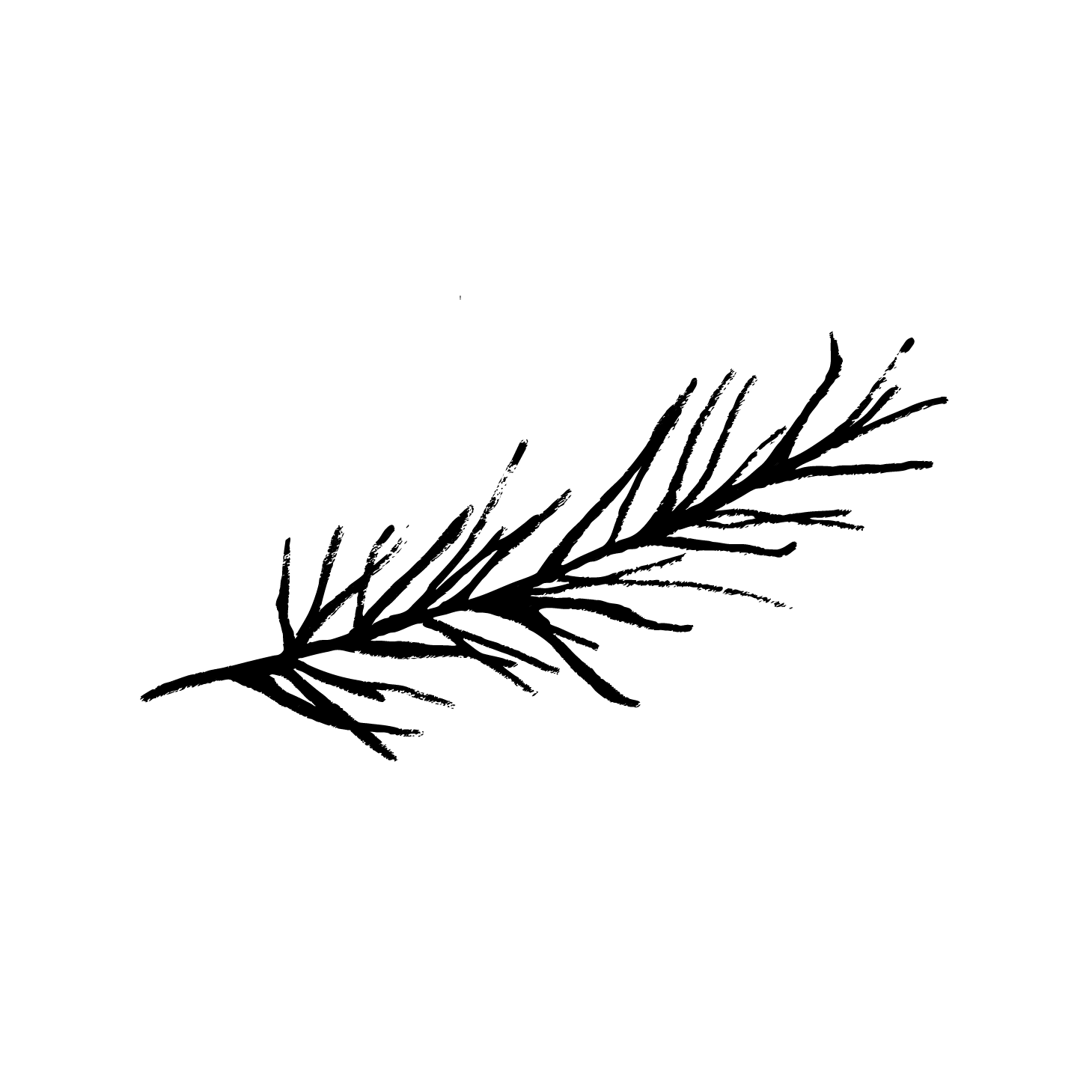 Visualisierung Zeichnung von einem Rosmarin Zweig in Fineliner Art.